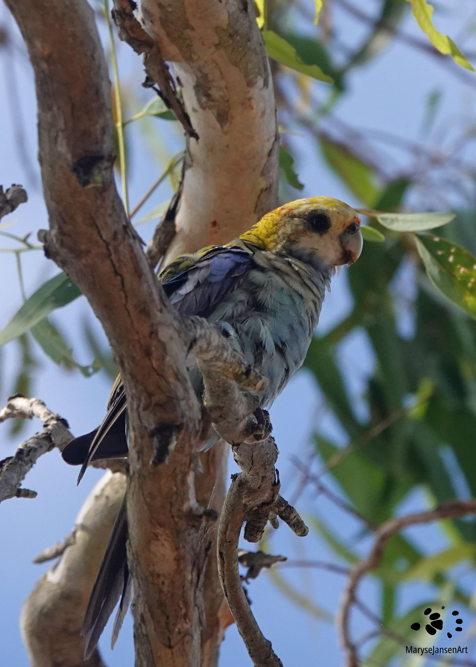 Pale Headed Rosella
(Photo Maryse Jansen) 