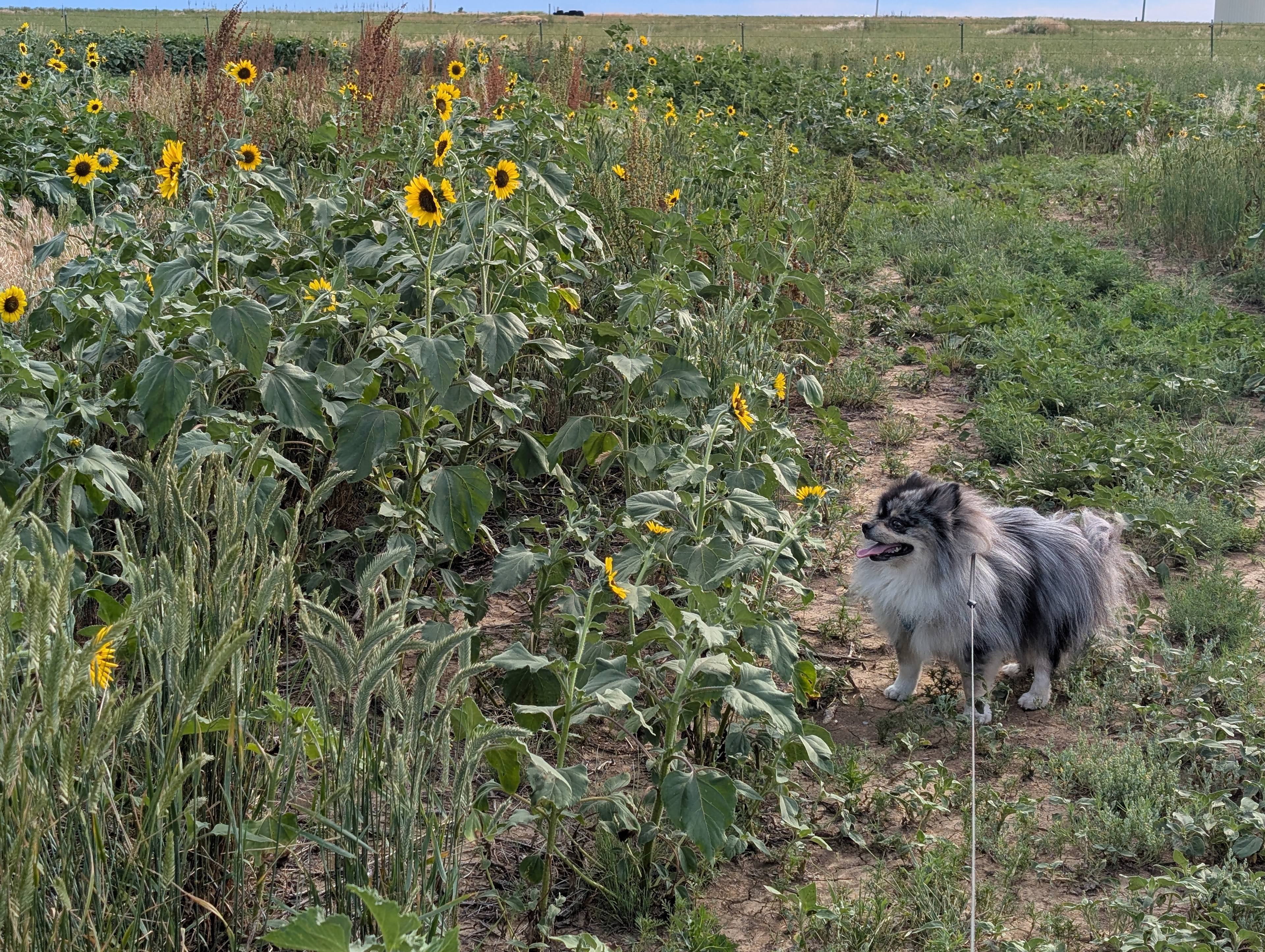 Along with a fun dog run, our Dog loved walking around the sights
