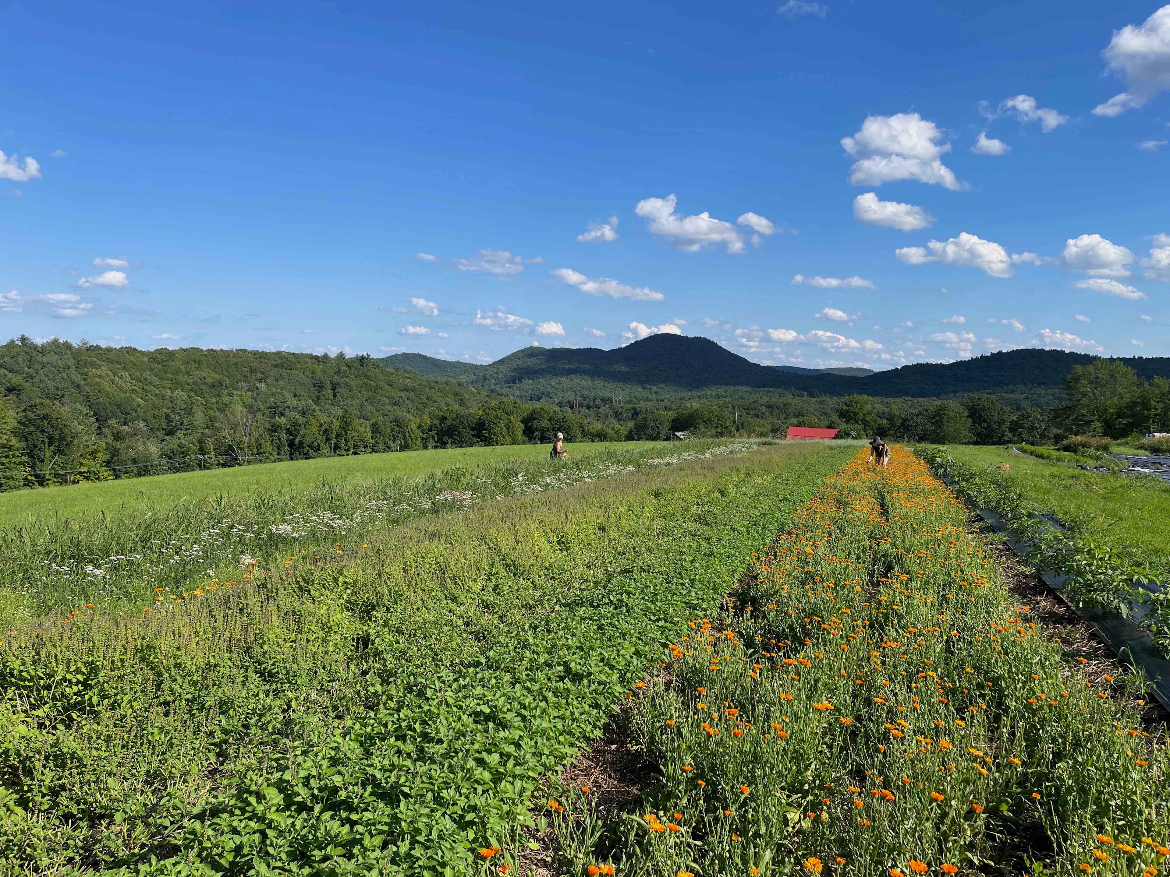 Glamping on an Herb Farm