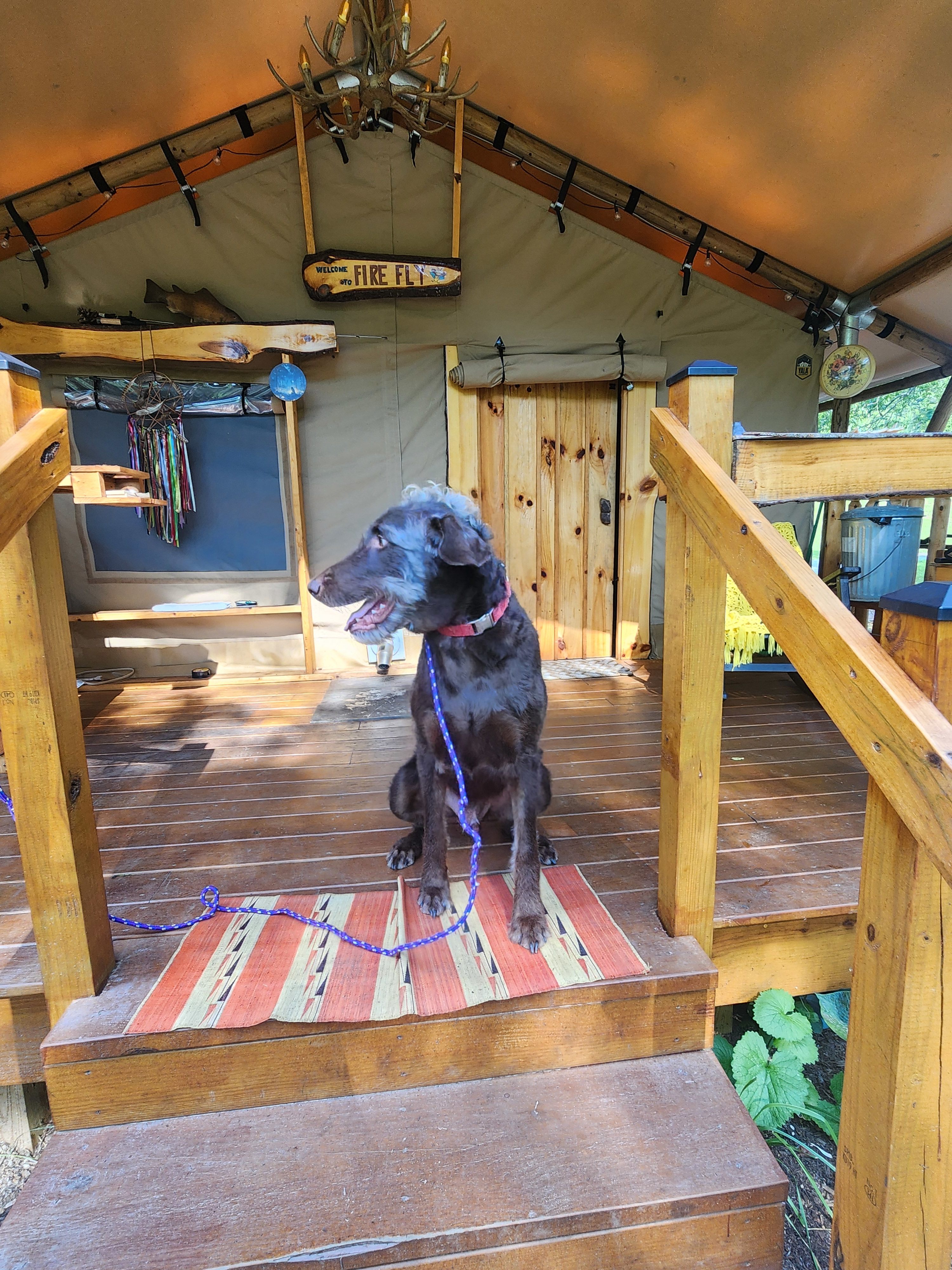 Firefly  tent on the creek bank
