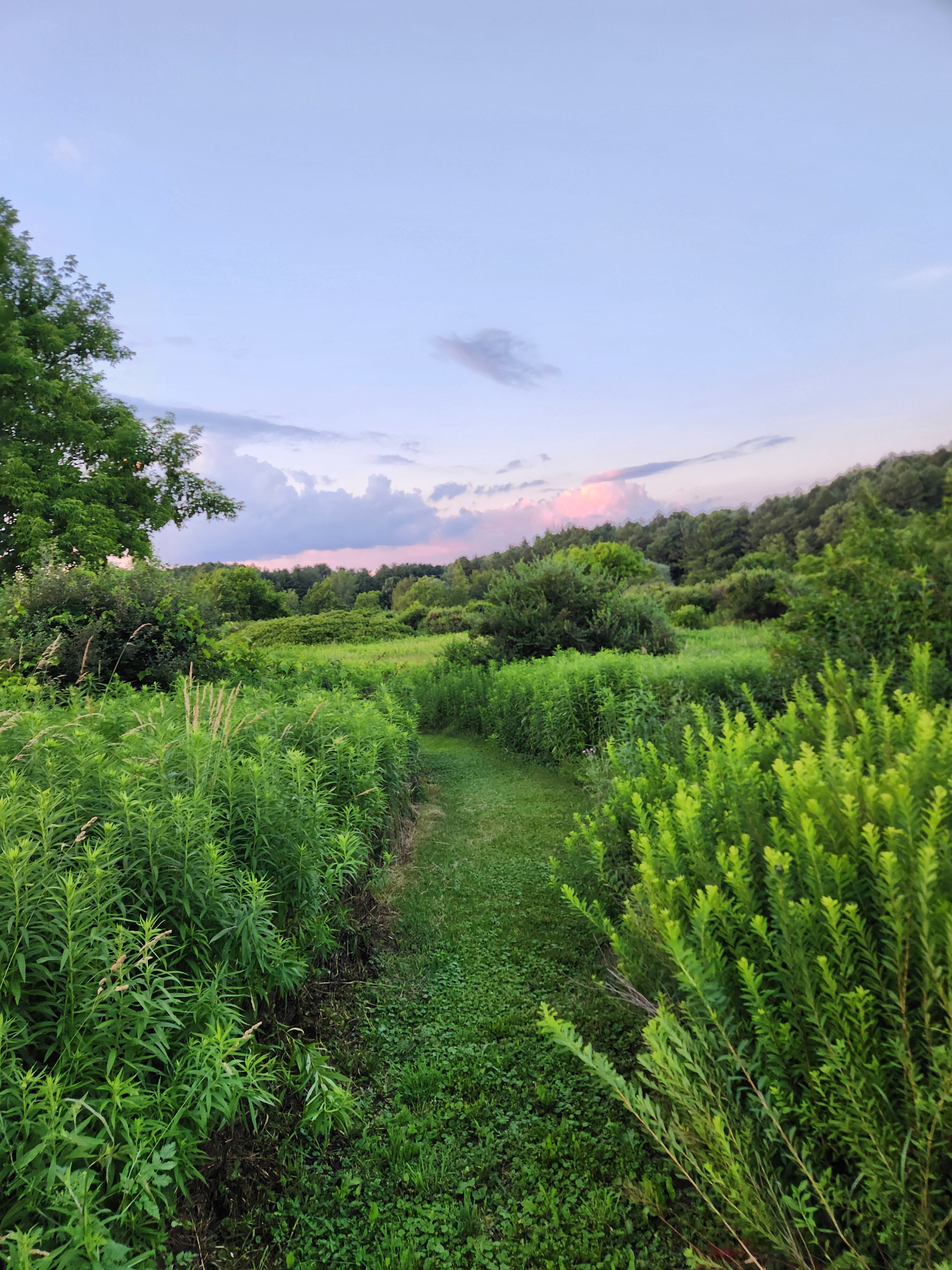 Overgrown Ridge Camp By Letchworth