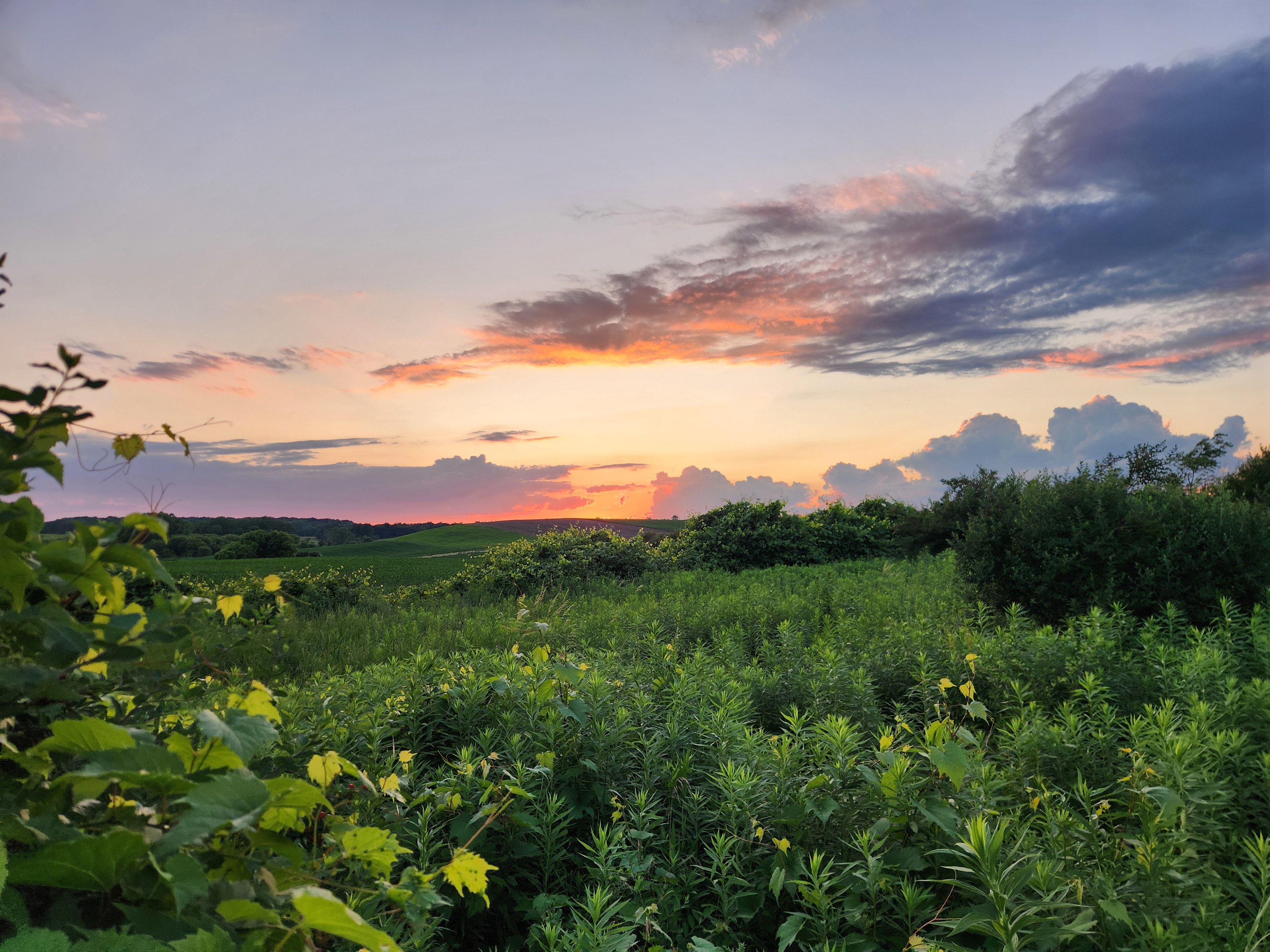 Overgrown Ridge Camp By Letchworth
