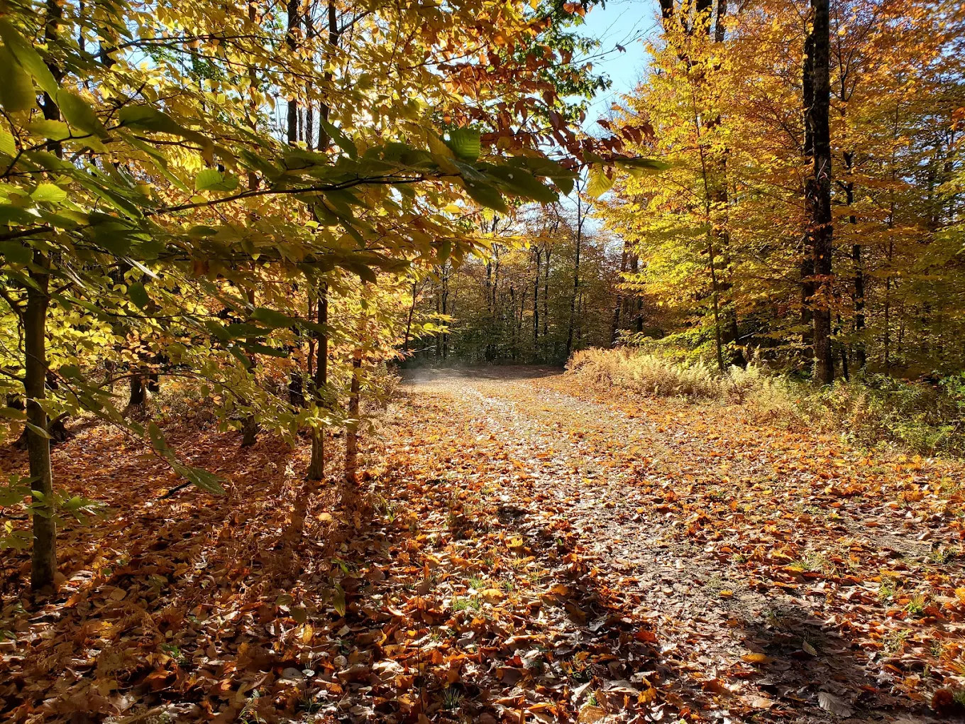 Chapendo Acres Adirondack Camping