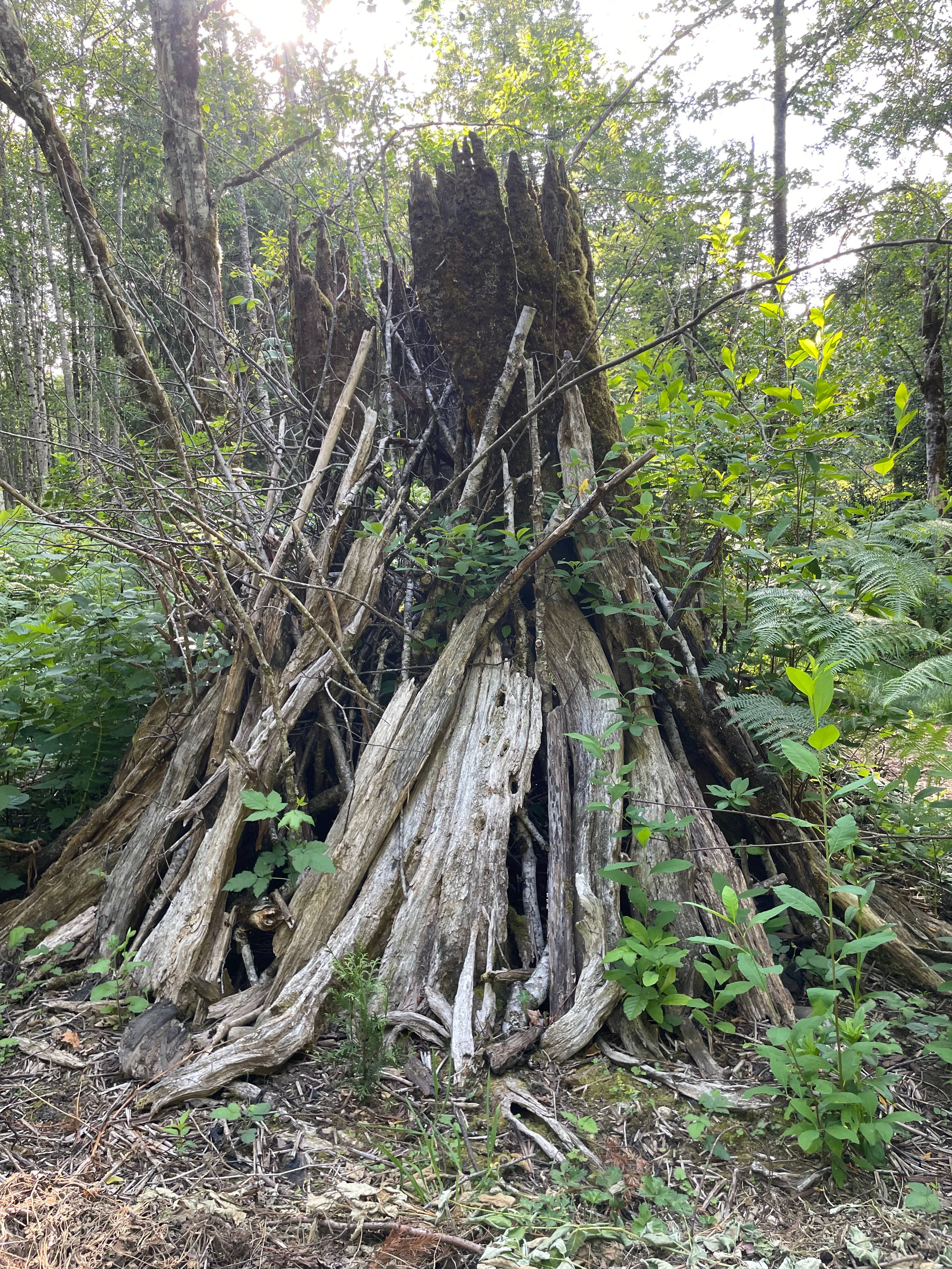 Bumbleberry Woods Camp