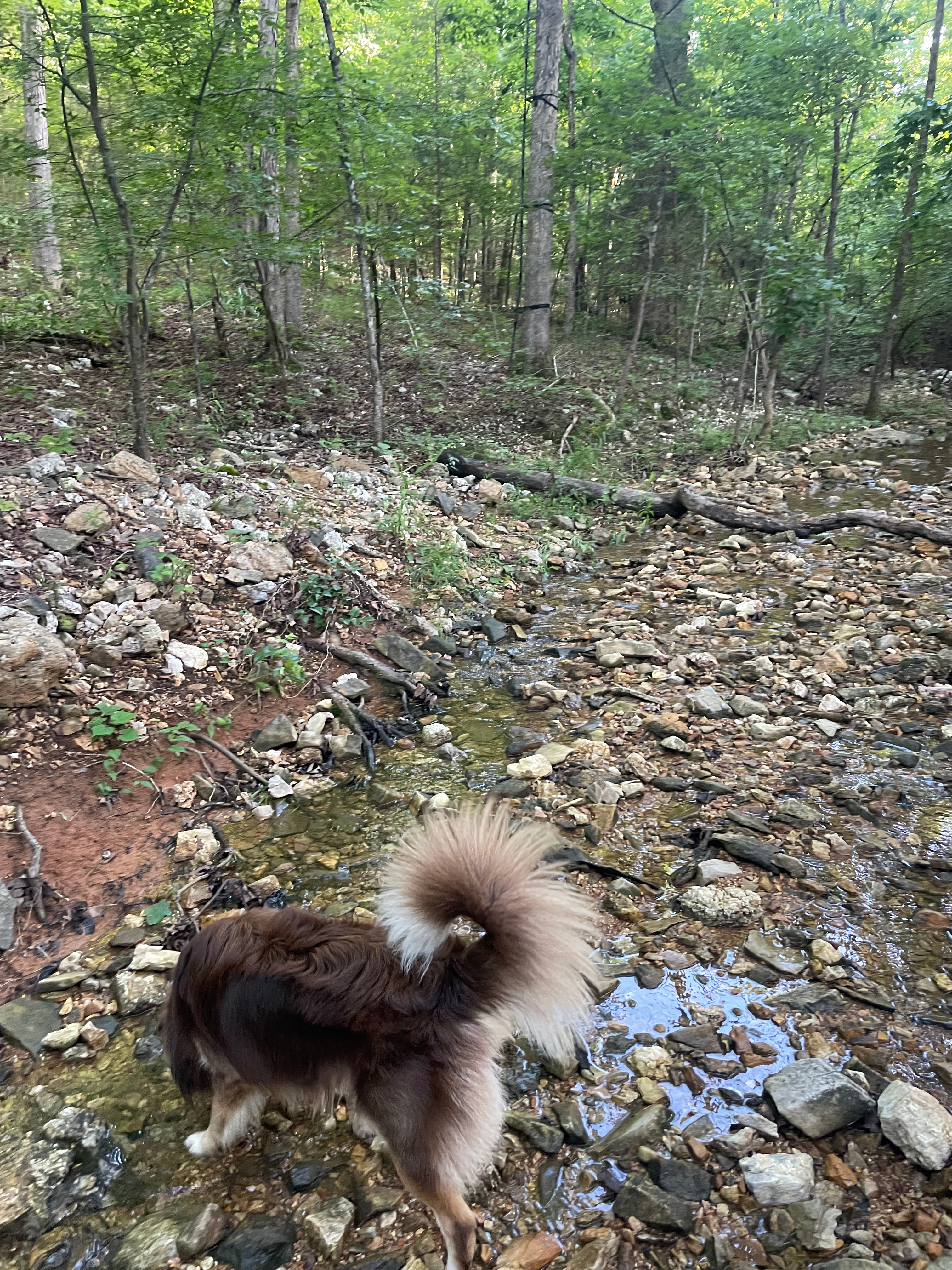 🌲 Nate’s Stream-Side Camping Spot