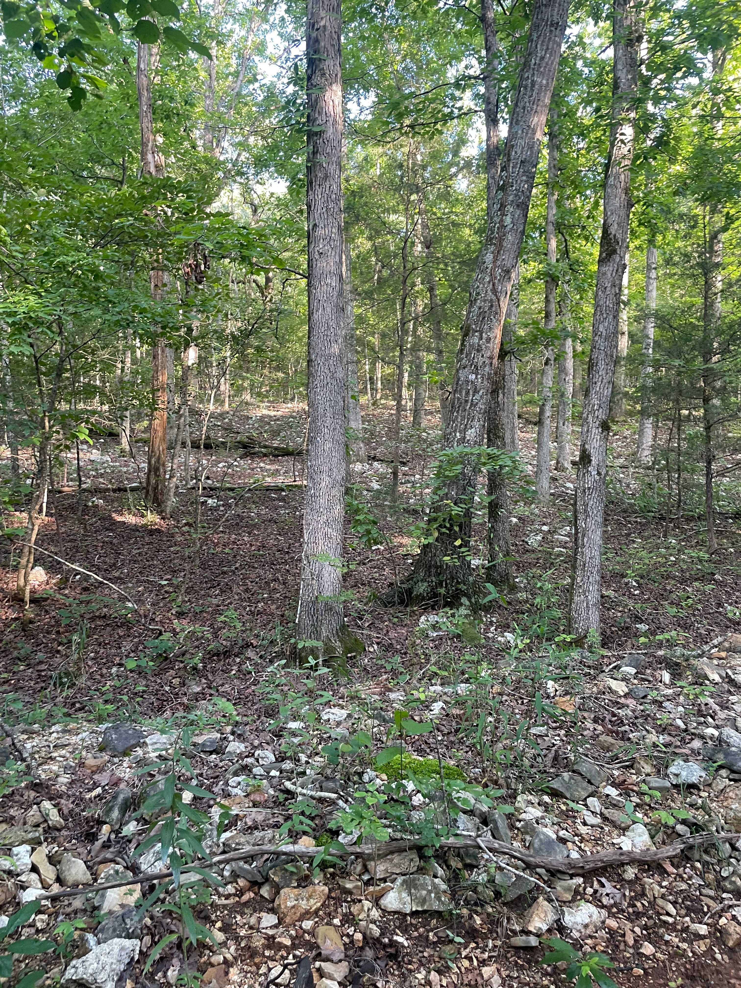 🌲 Nate’s Stream-Side Camping Spot
