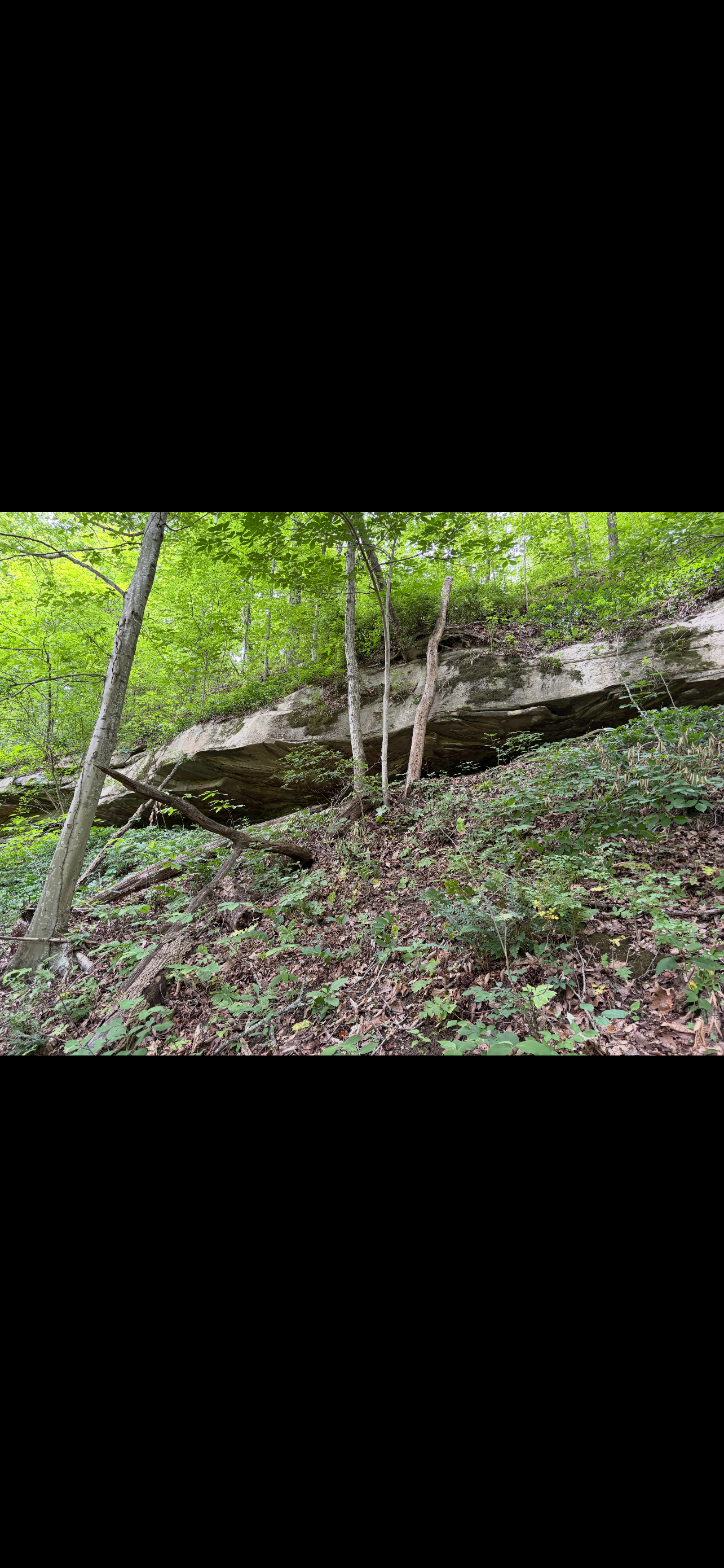 Shady Creek Camping