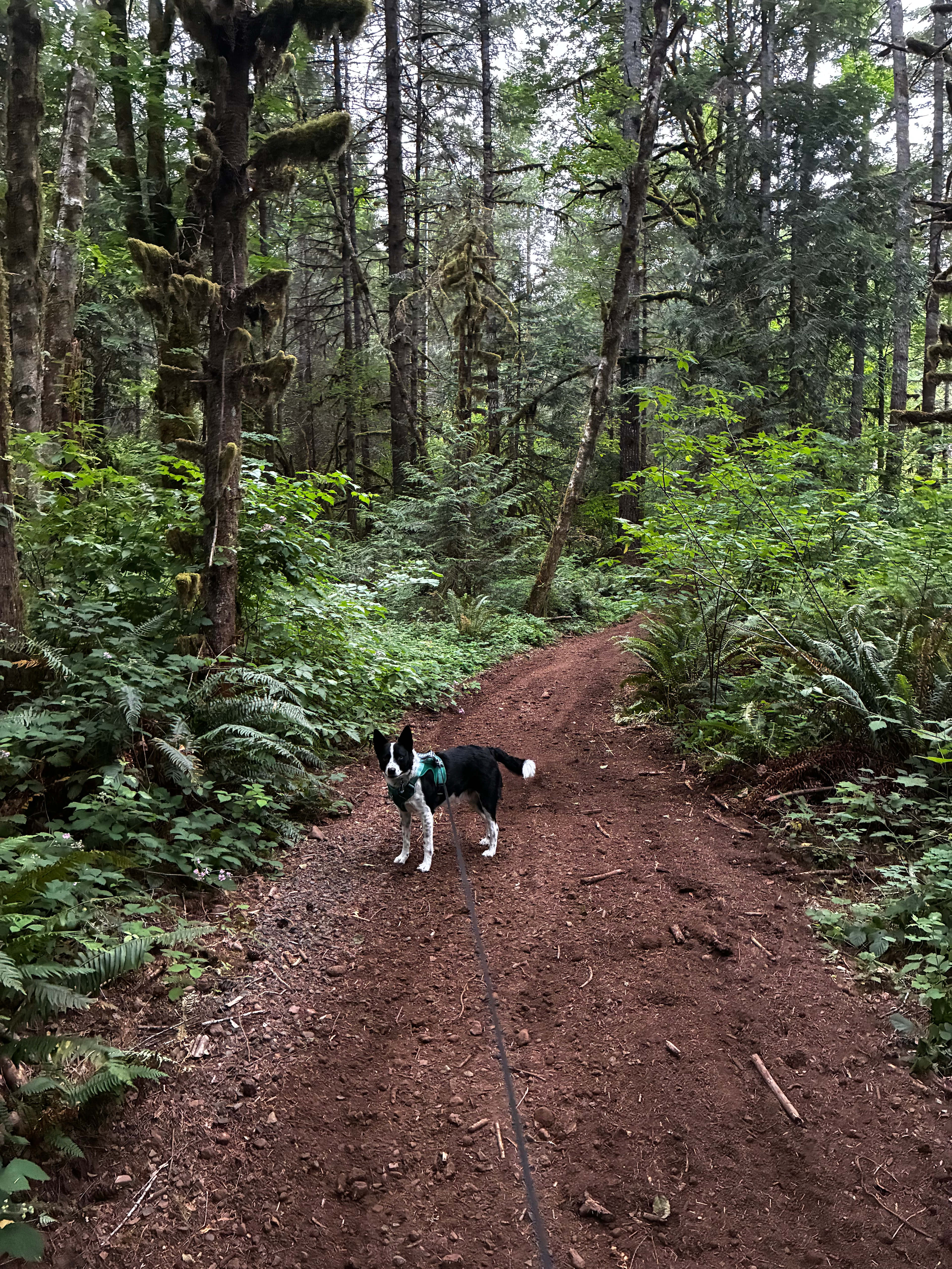 A cleared walkway on the property 