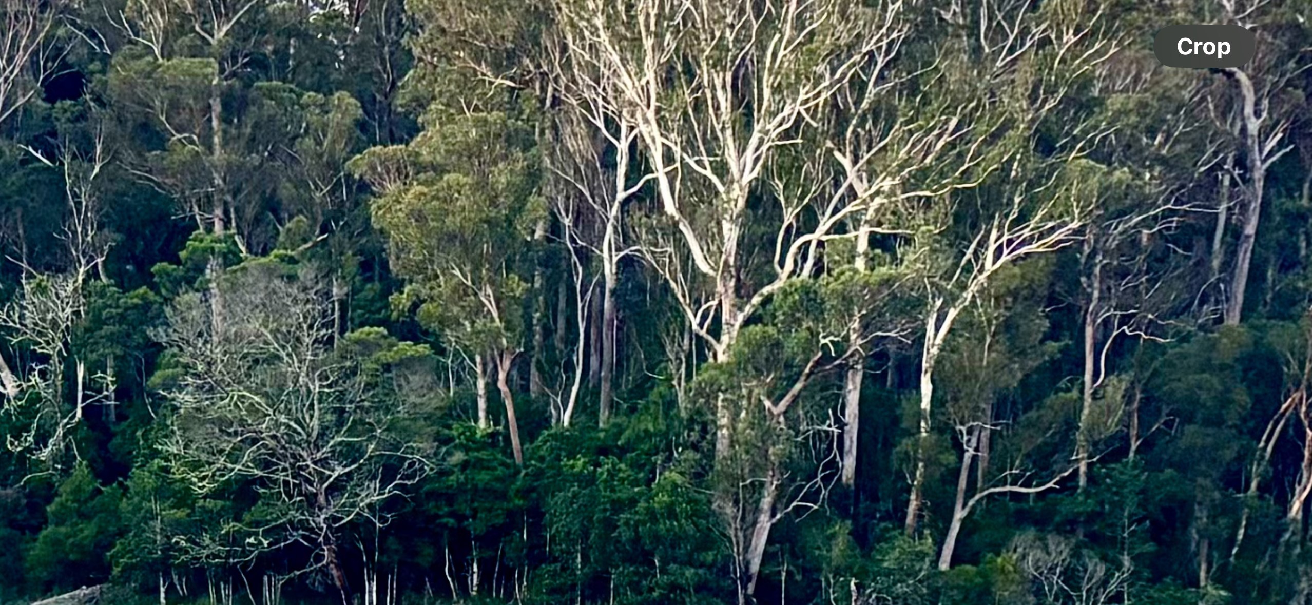 Bottom Paddock