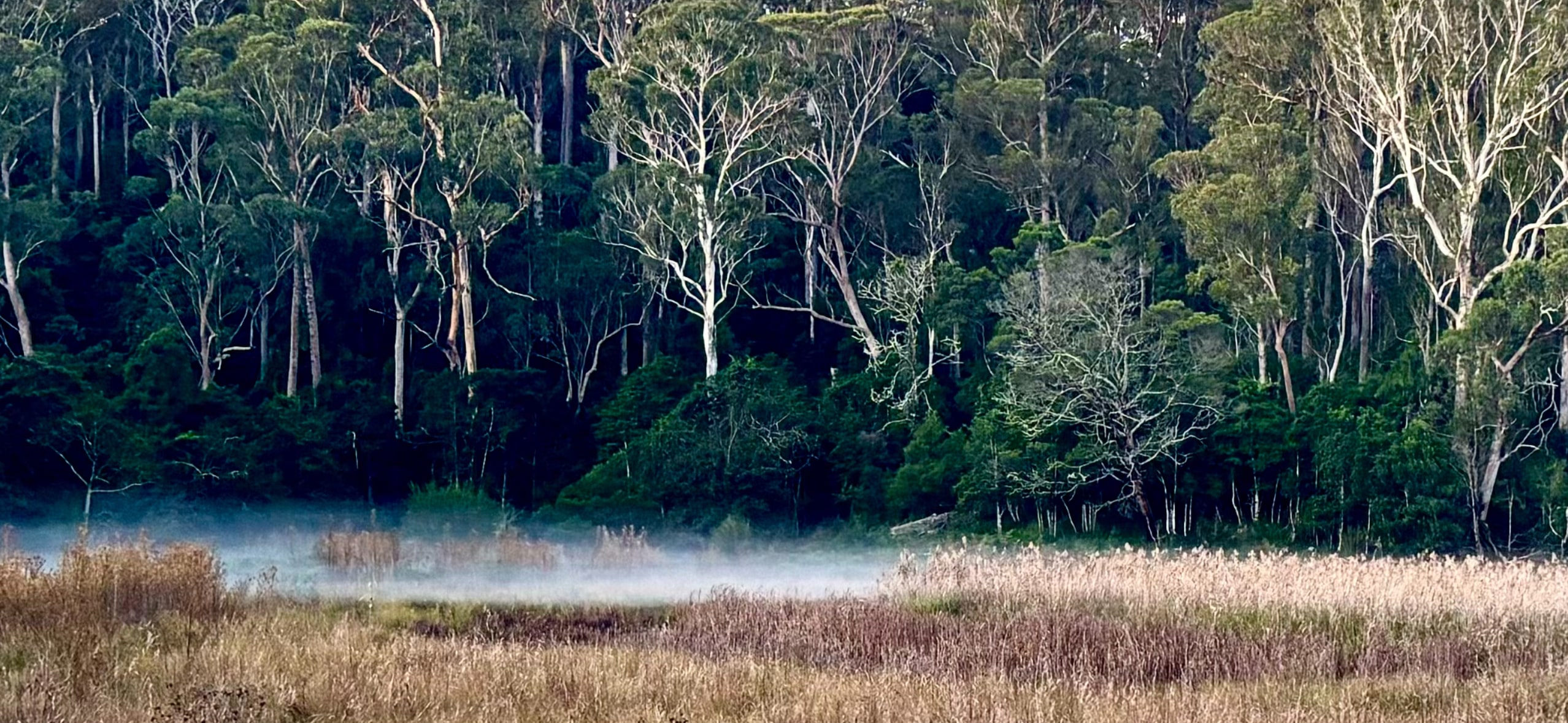 Bottom Paddock