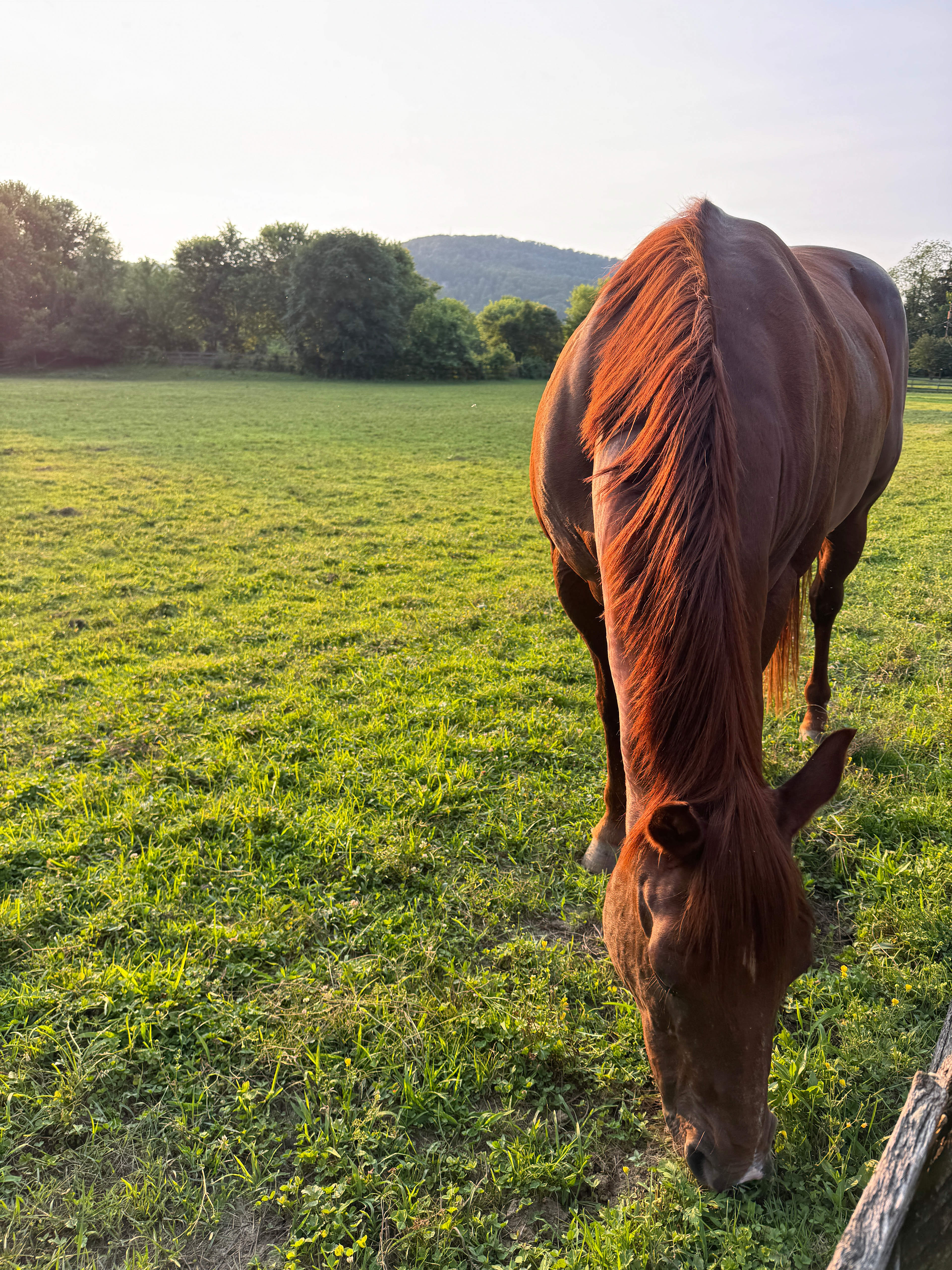 Rafeen Farm