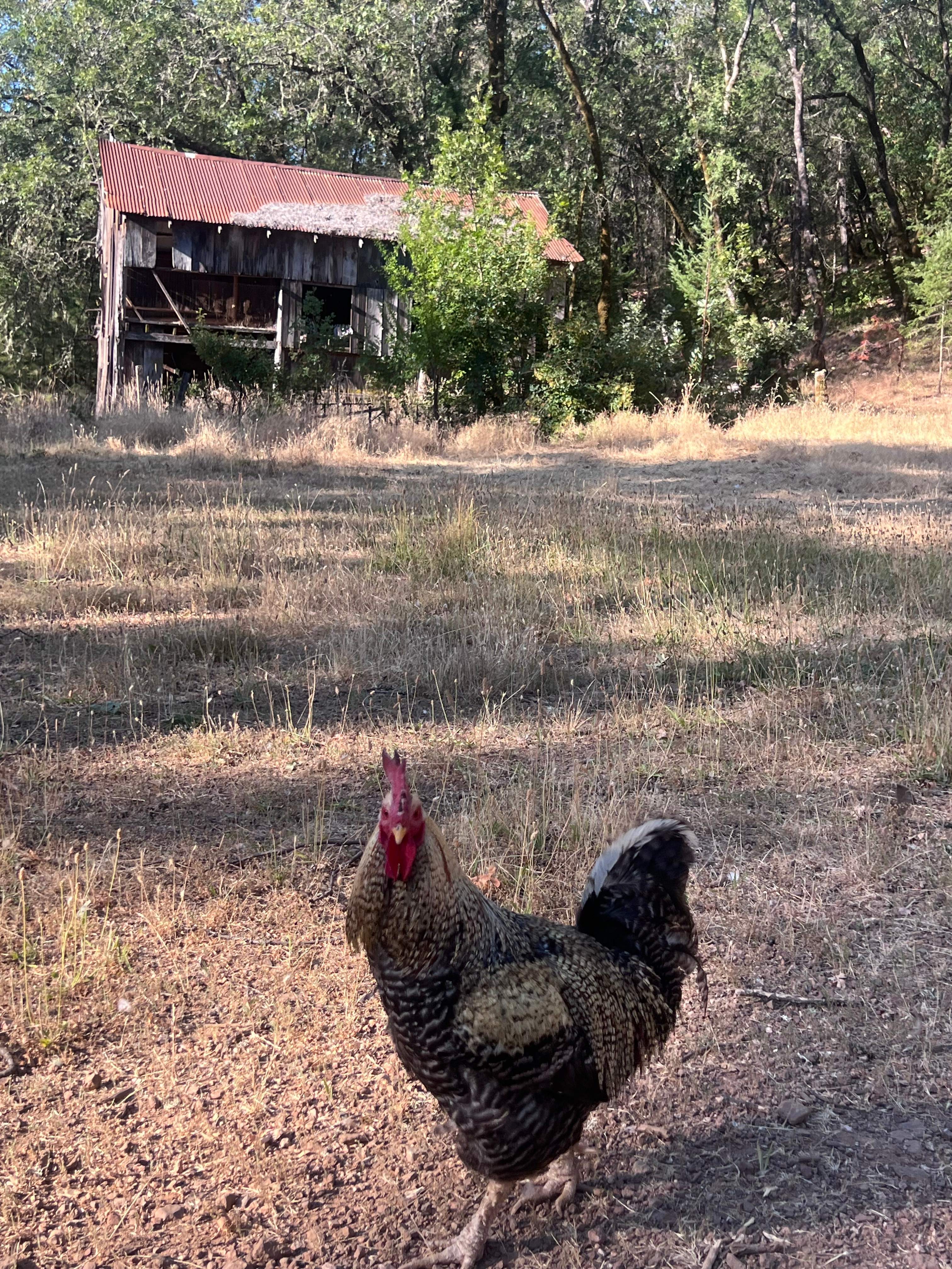 Cluckin’ Good Times