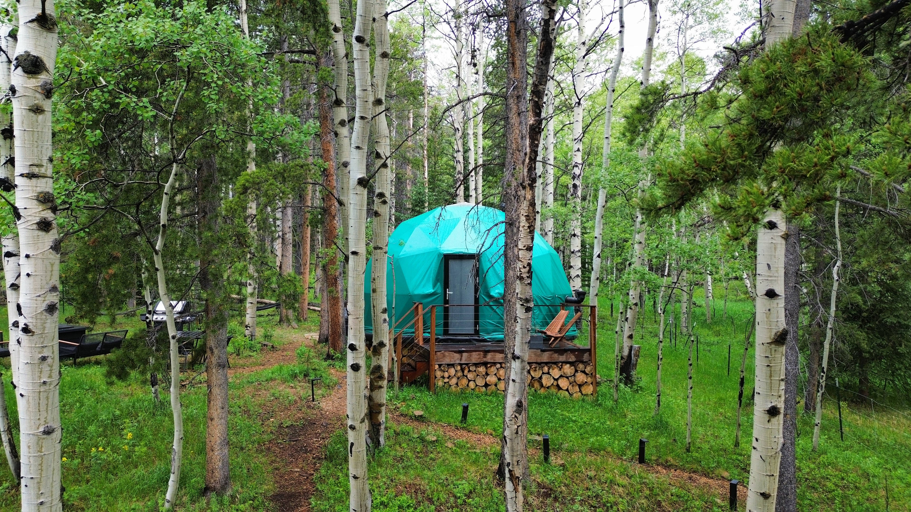 Aspen Forest in Evergreen Colorado