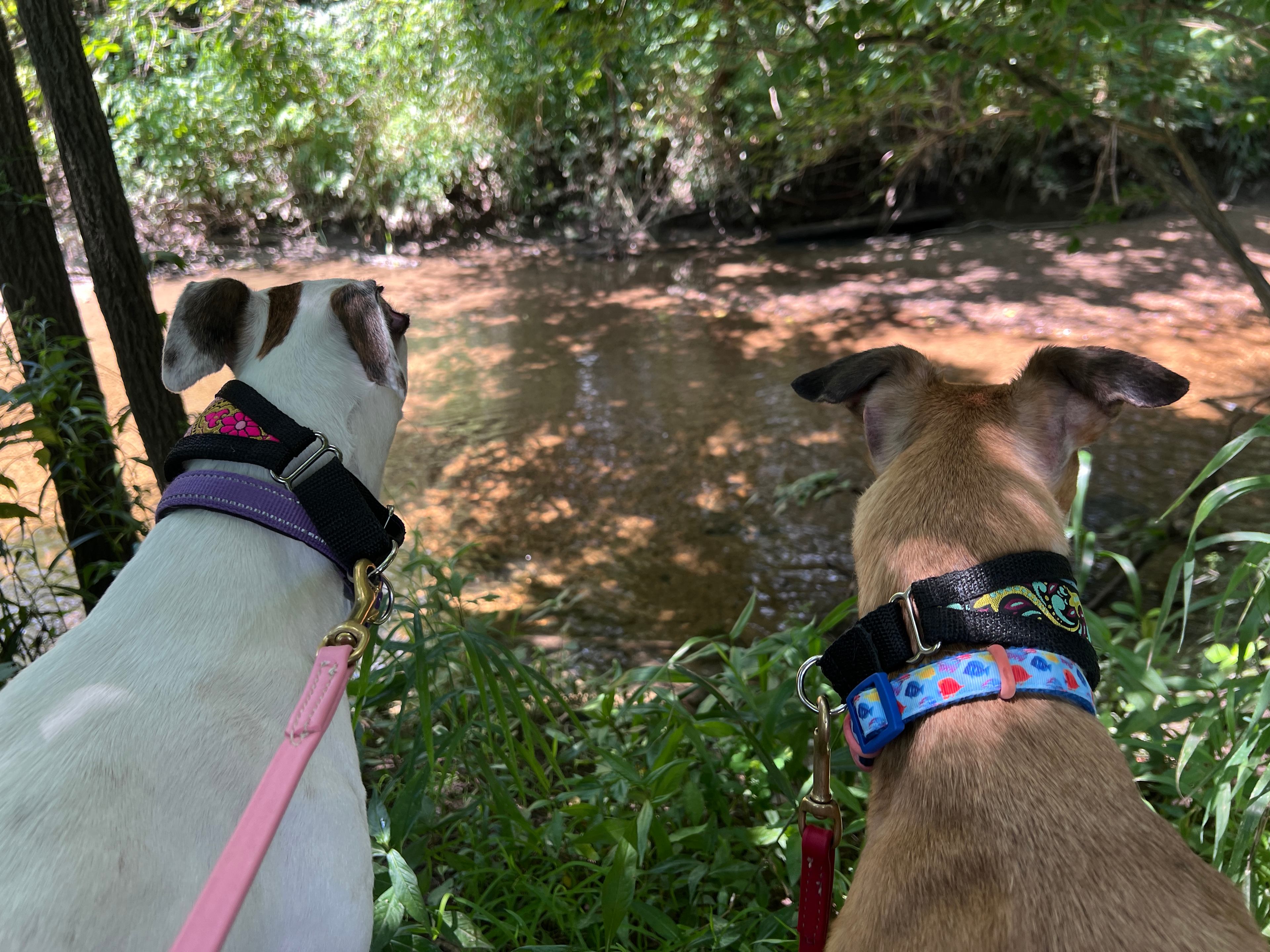 Camp Rocky Run