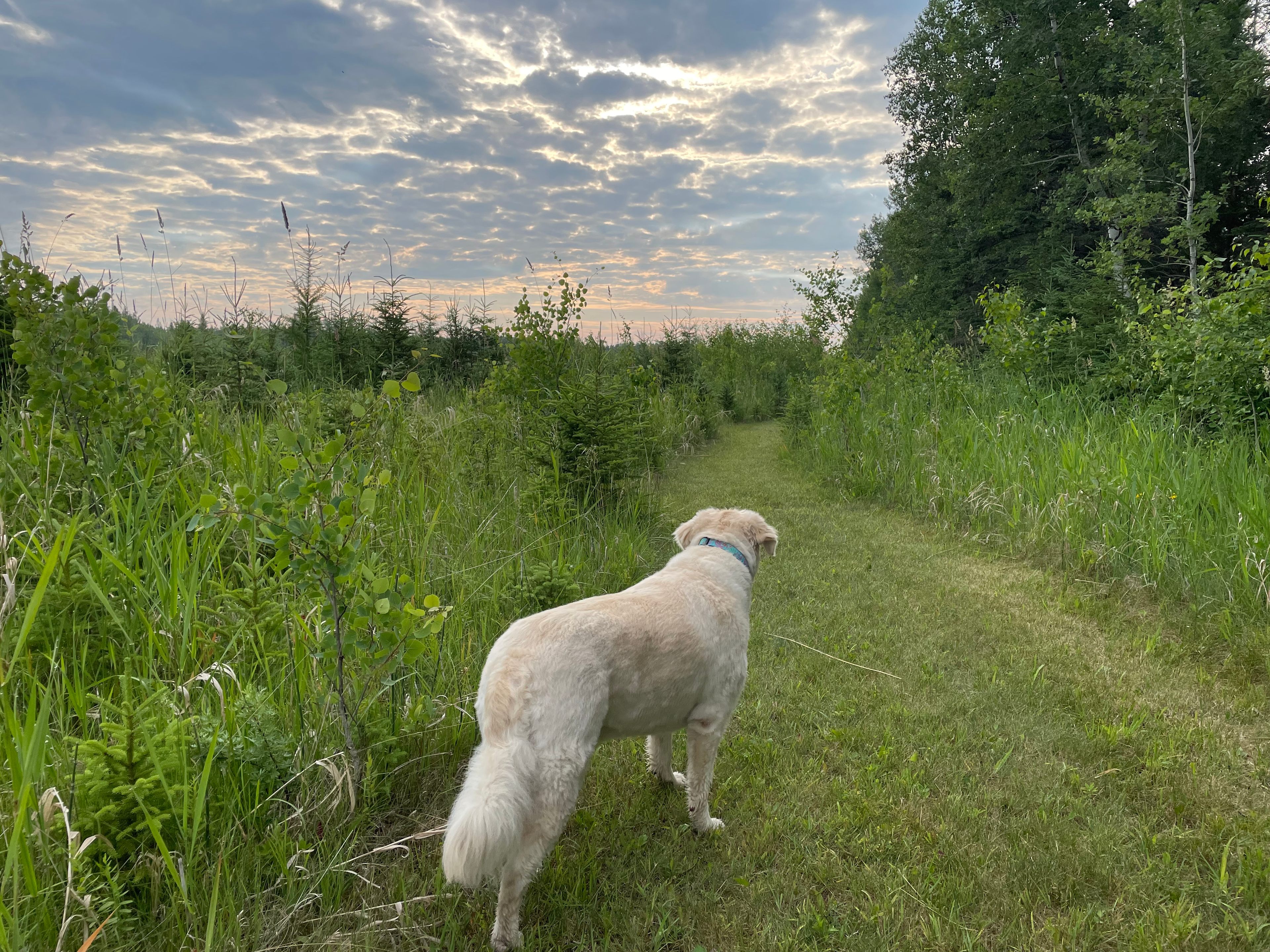 Bonnetts Boreal Forrest