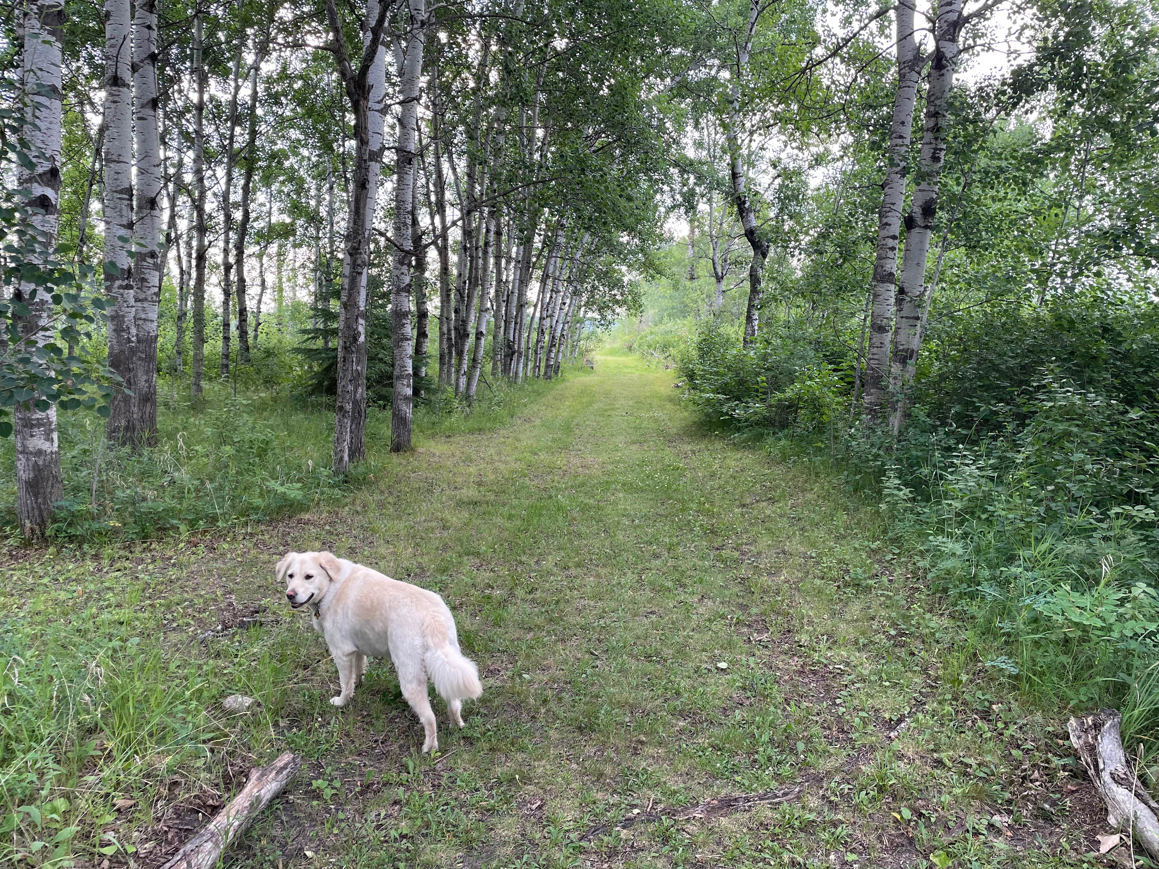 Bonnetts Boreal Forrest