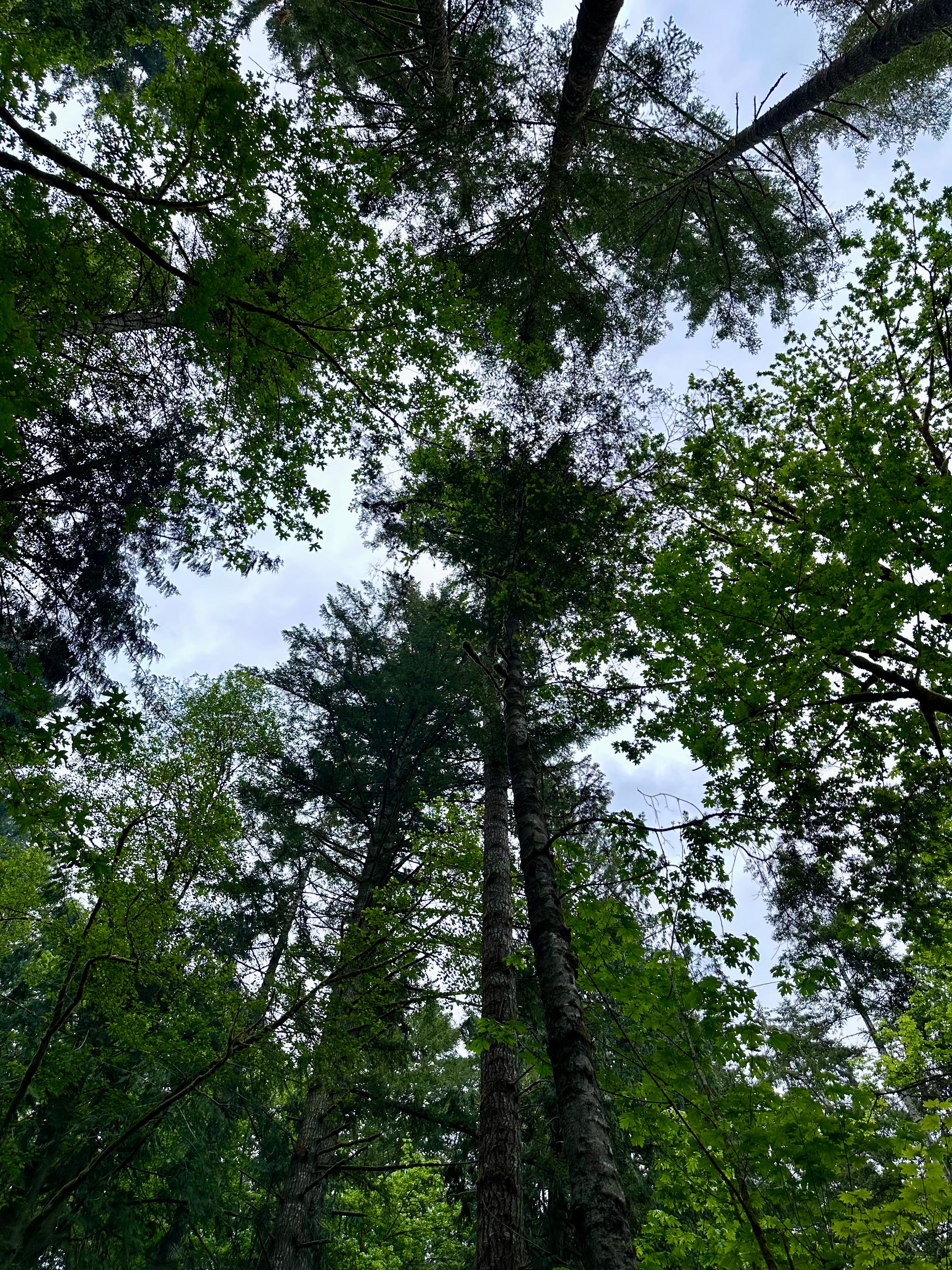 Rainbow Falls State Park