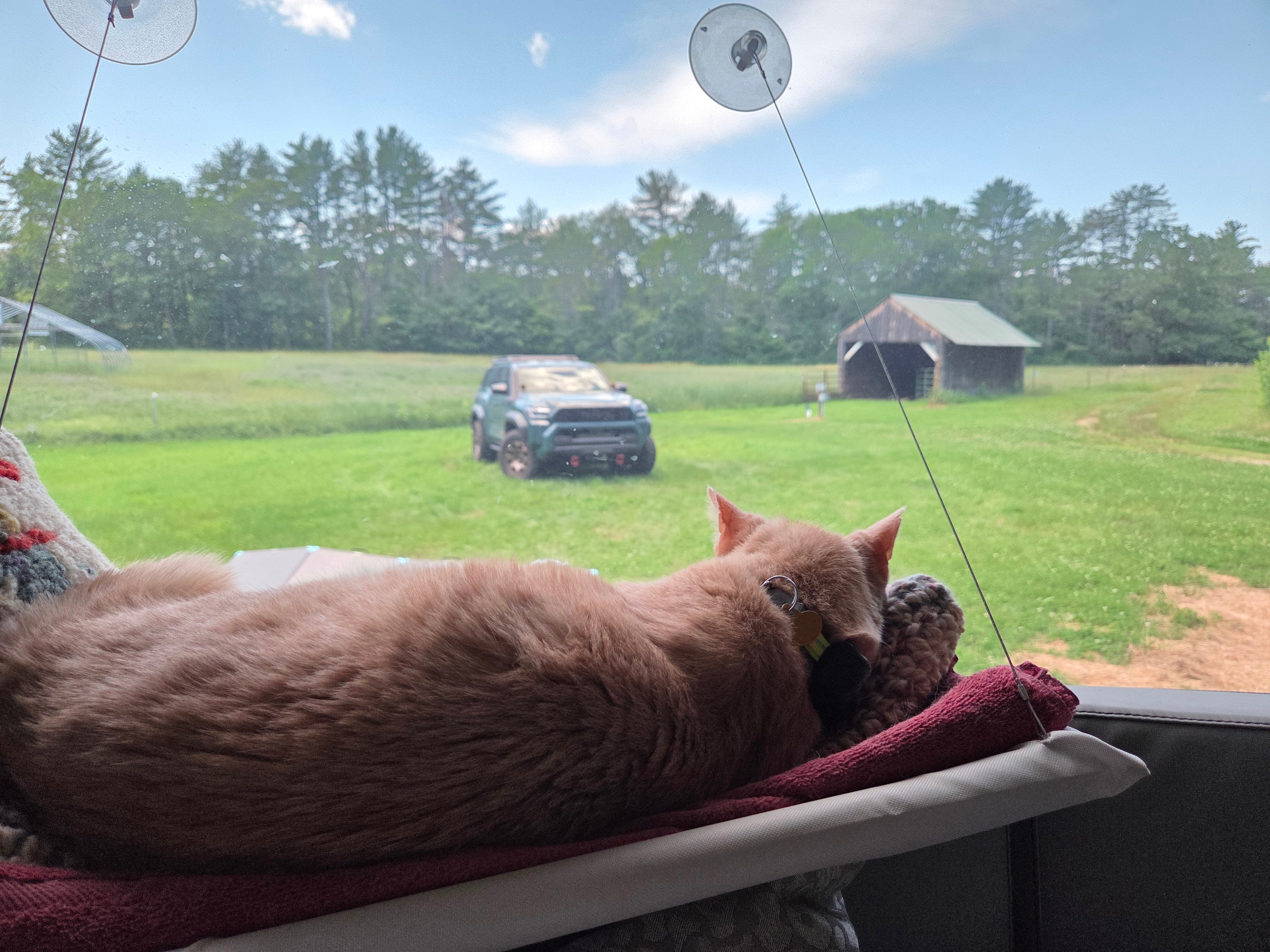 Our Campin' Cat loved the view!