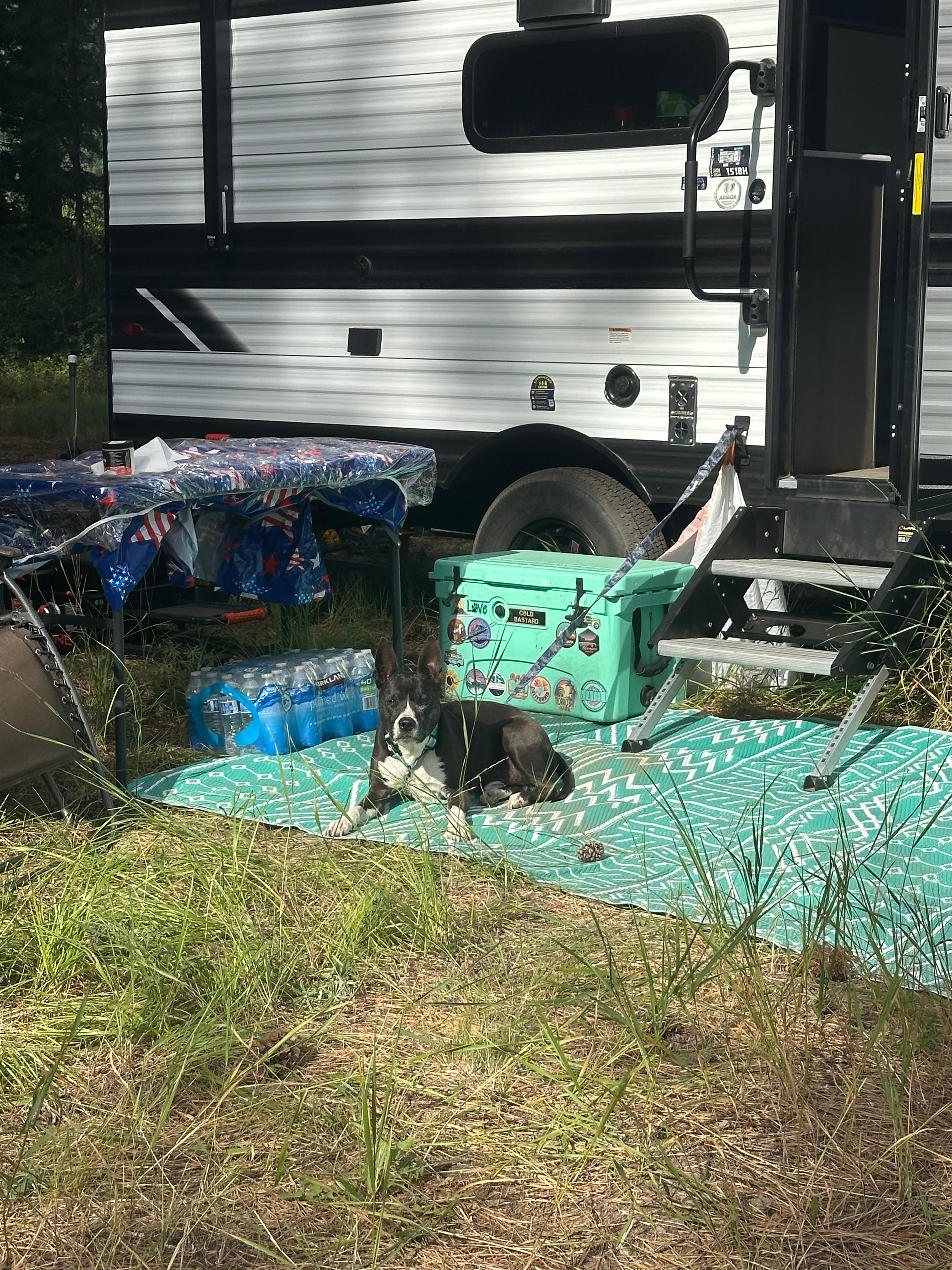 Camp Happy Dogs!  Plain Wa.