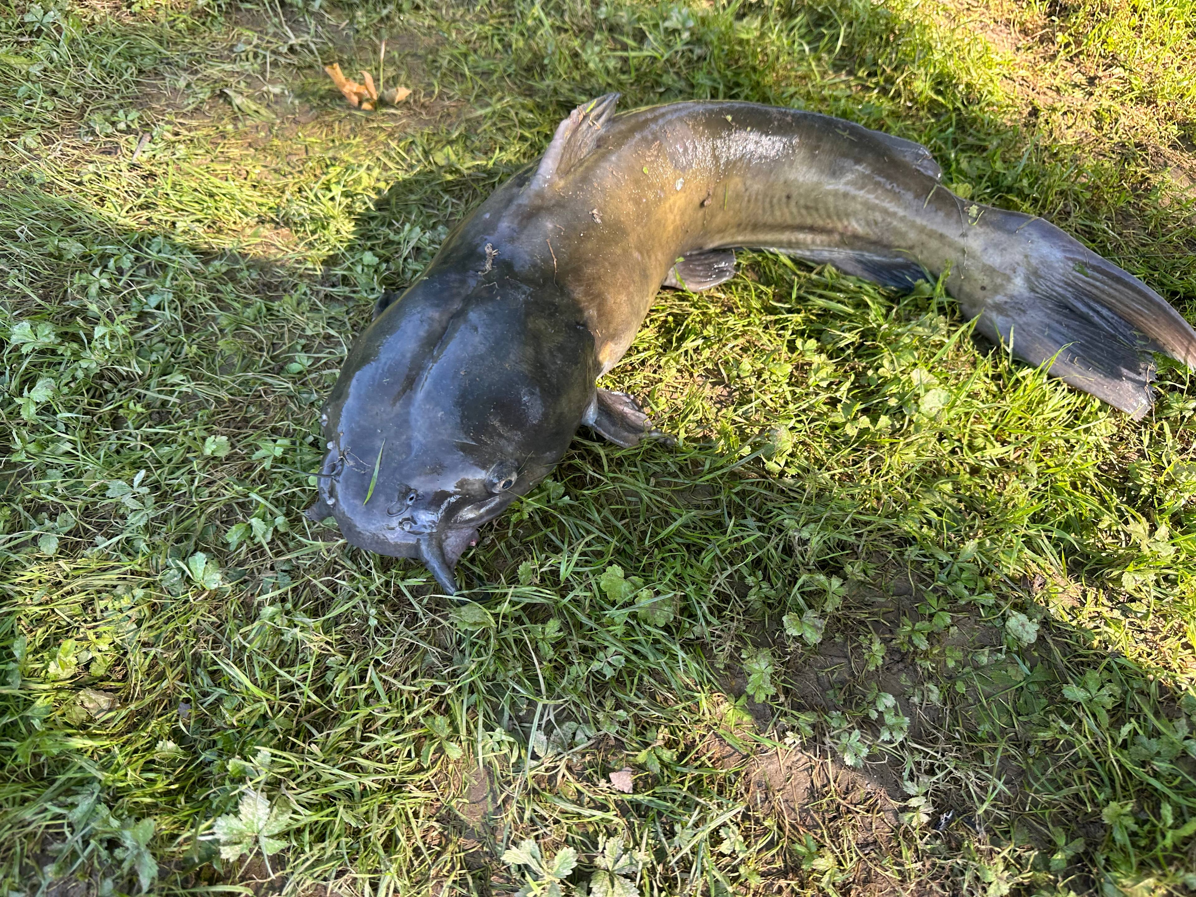 Shenandoah Retreat by Hazard Mill