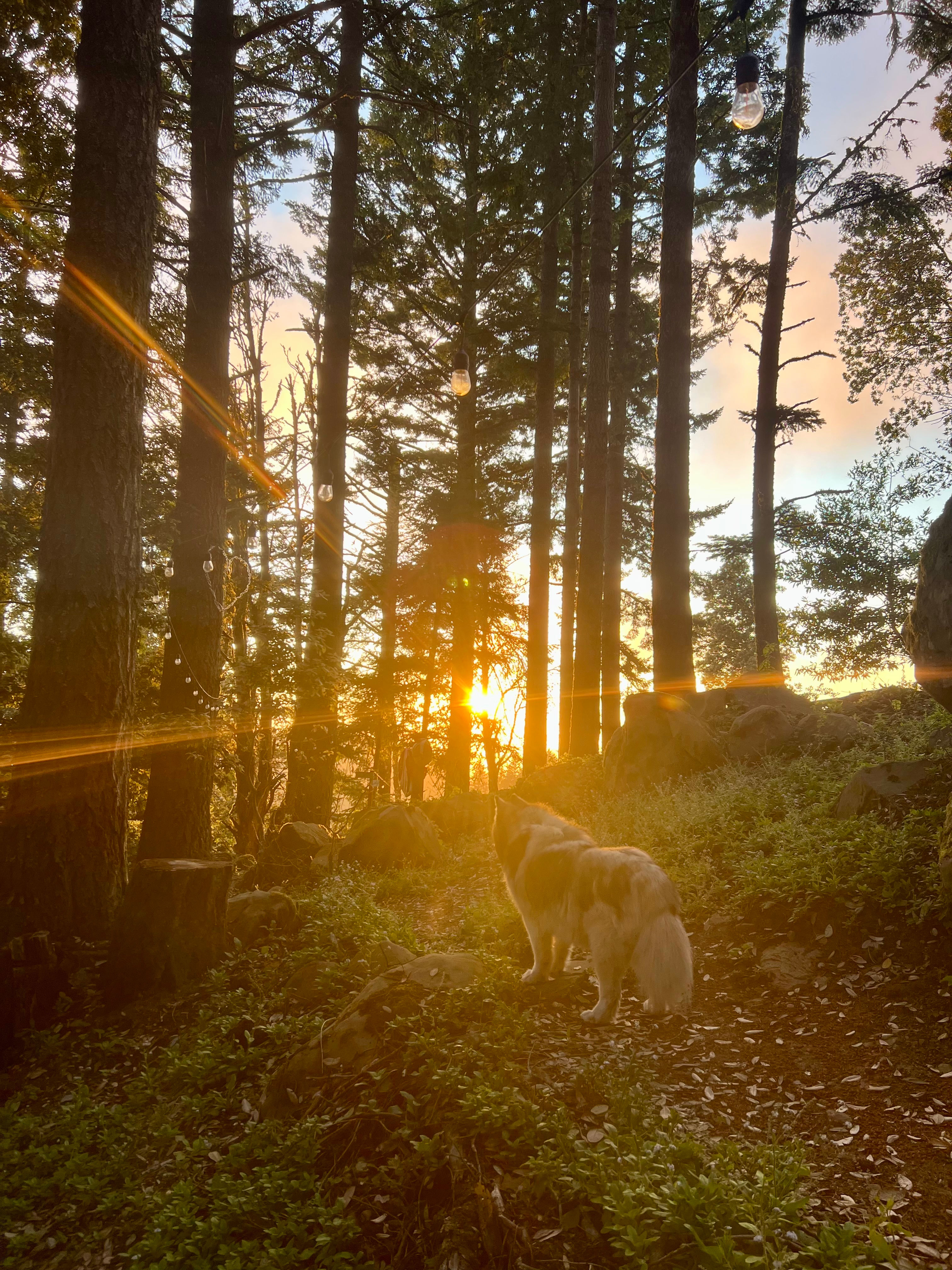Kings Mountain Camp w/ ocean views