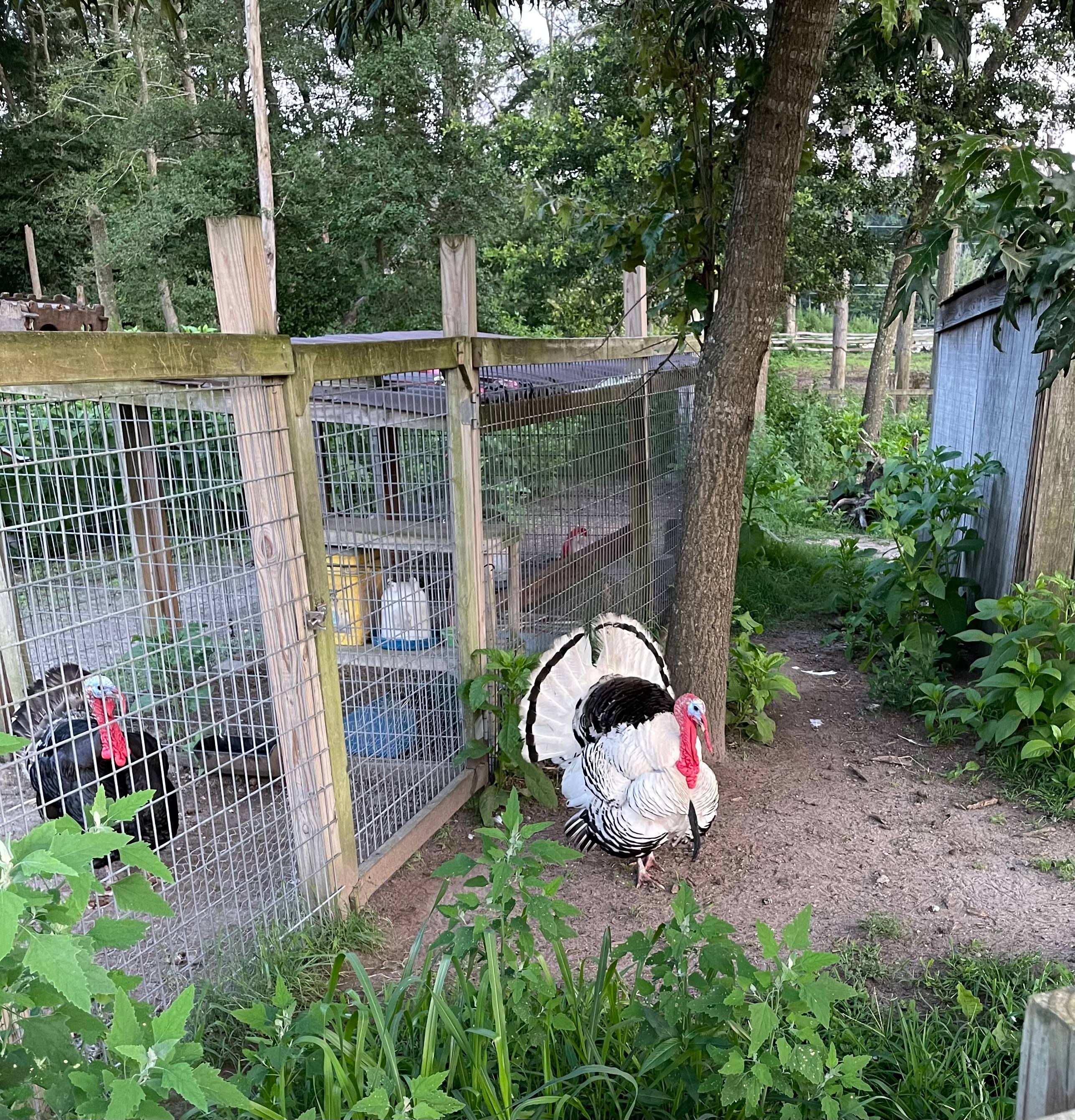 Private camp on horse farm