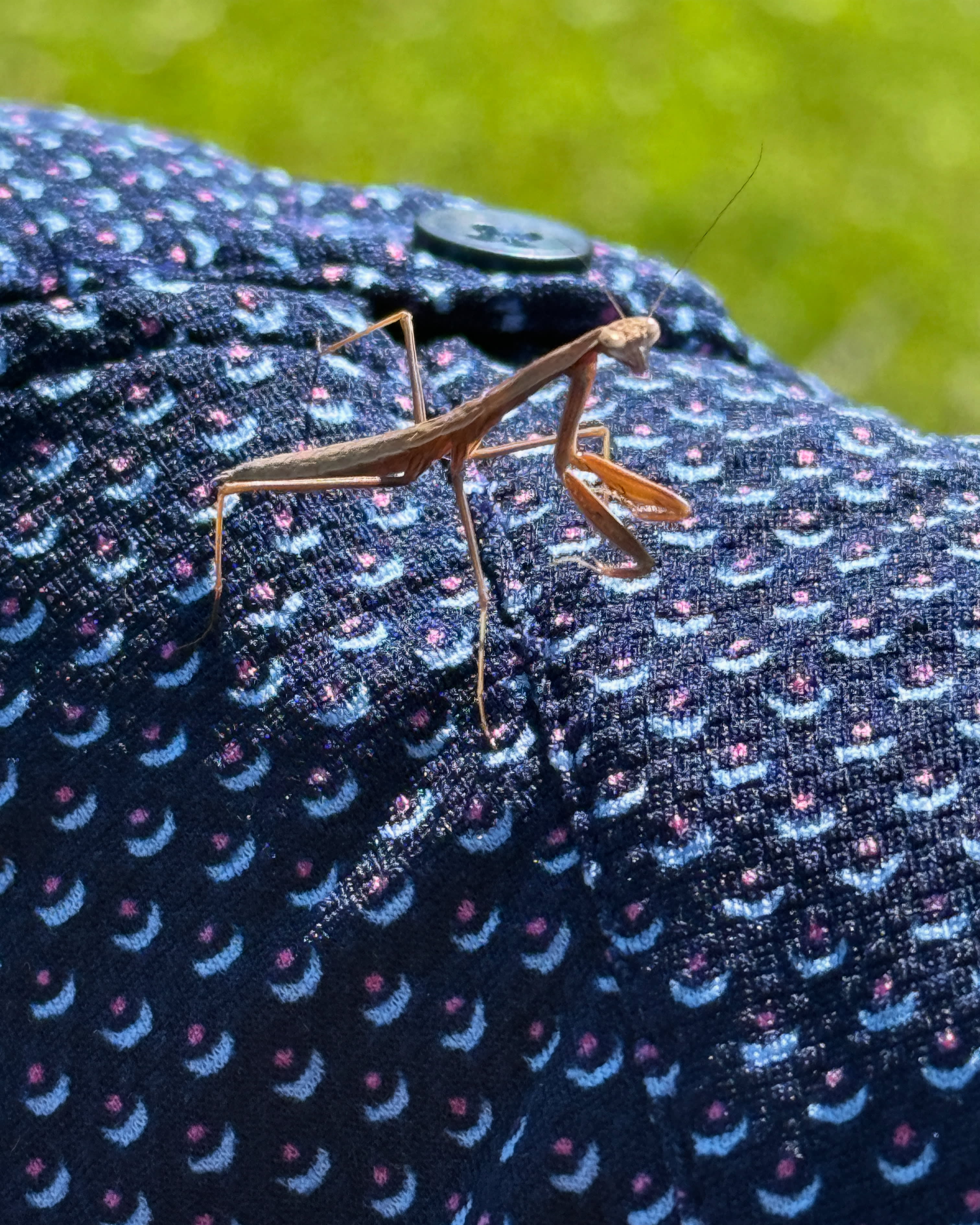 Made a little friend