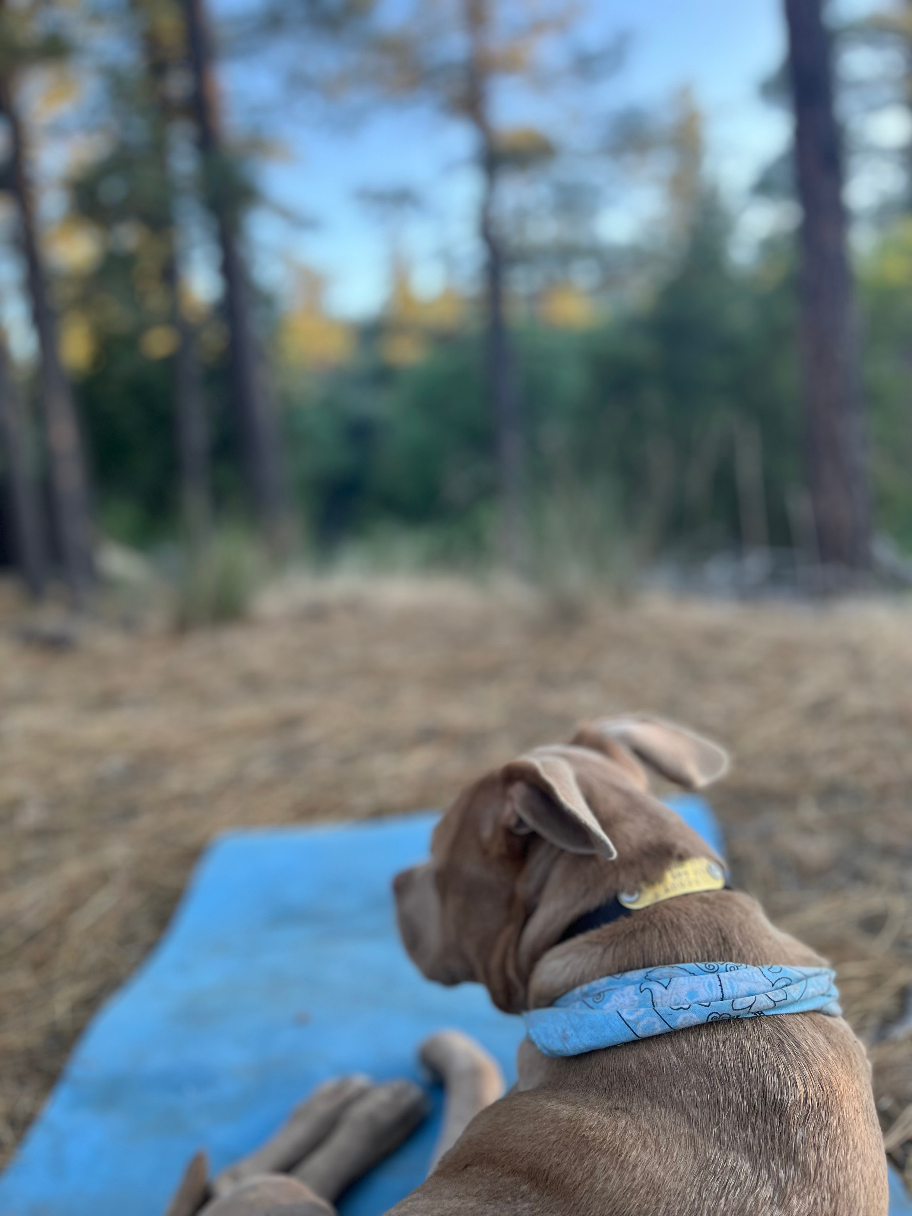 Skoolie in a secluded meadow