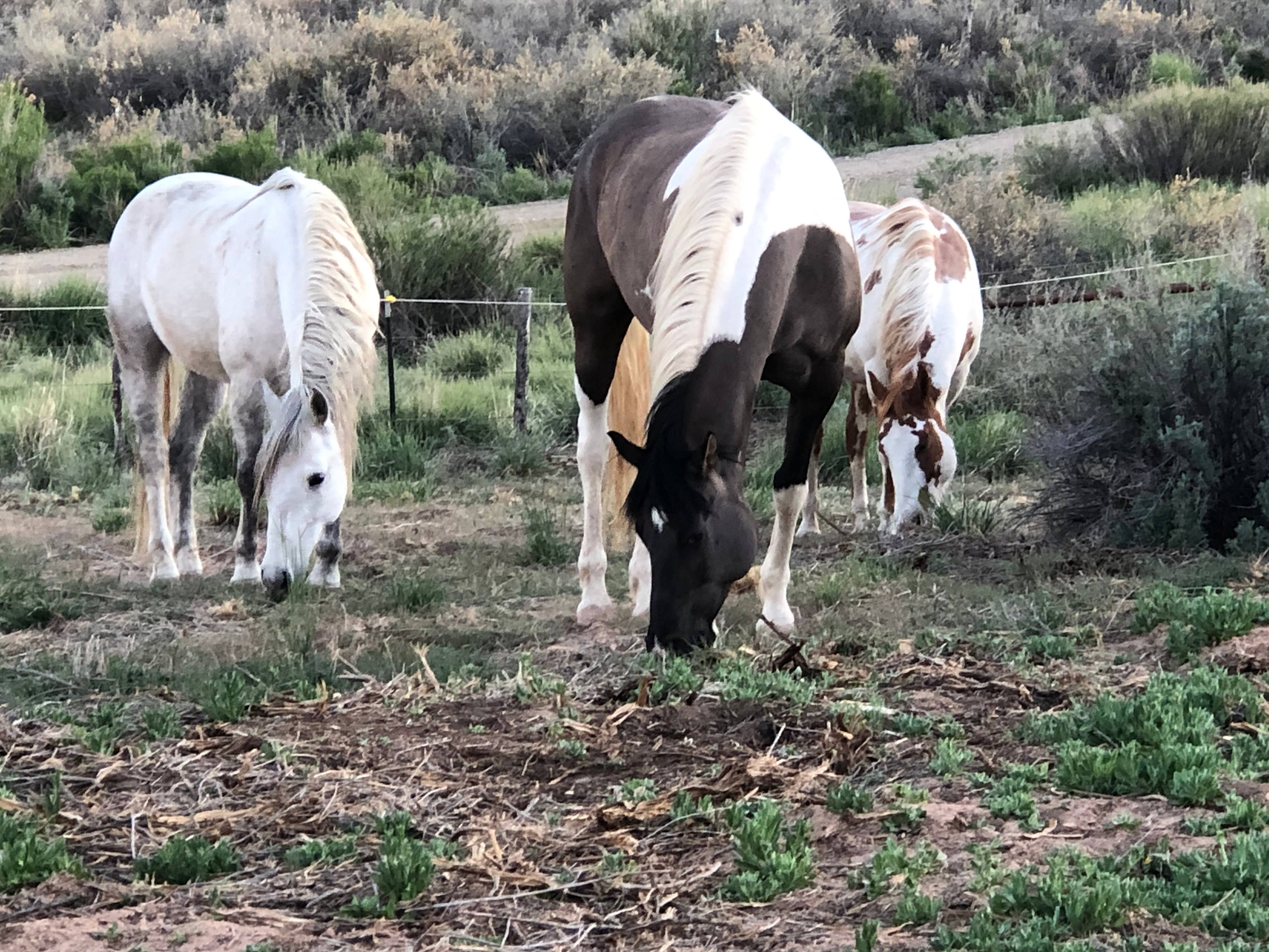 Nikita Ranchita Sanctuary