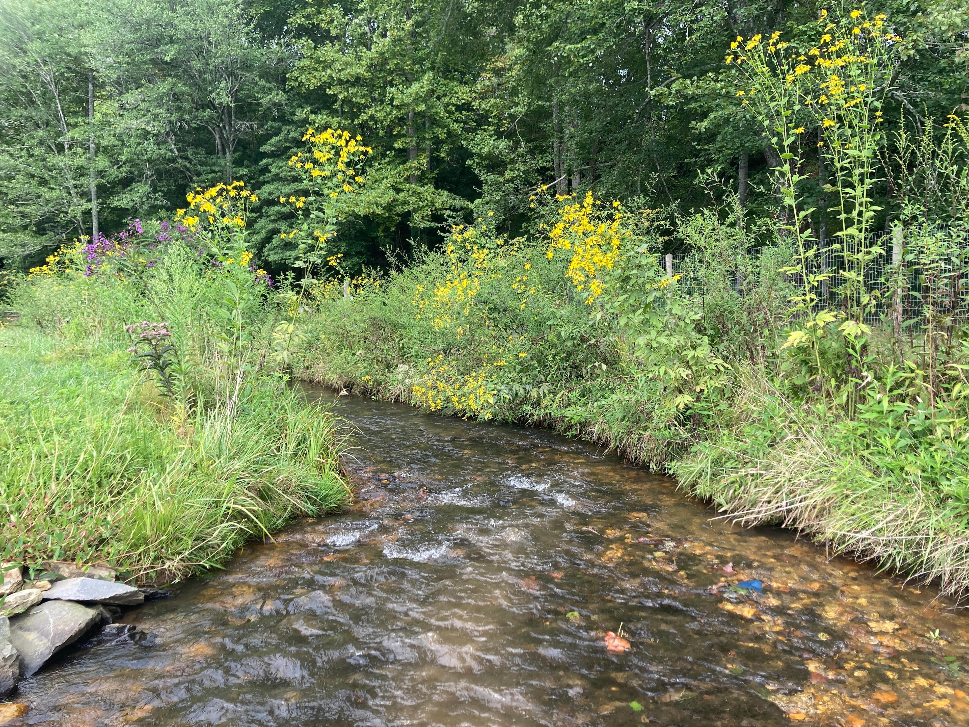 Our Creek Run through our field for 1300 ft
