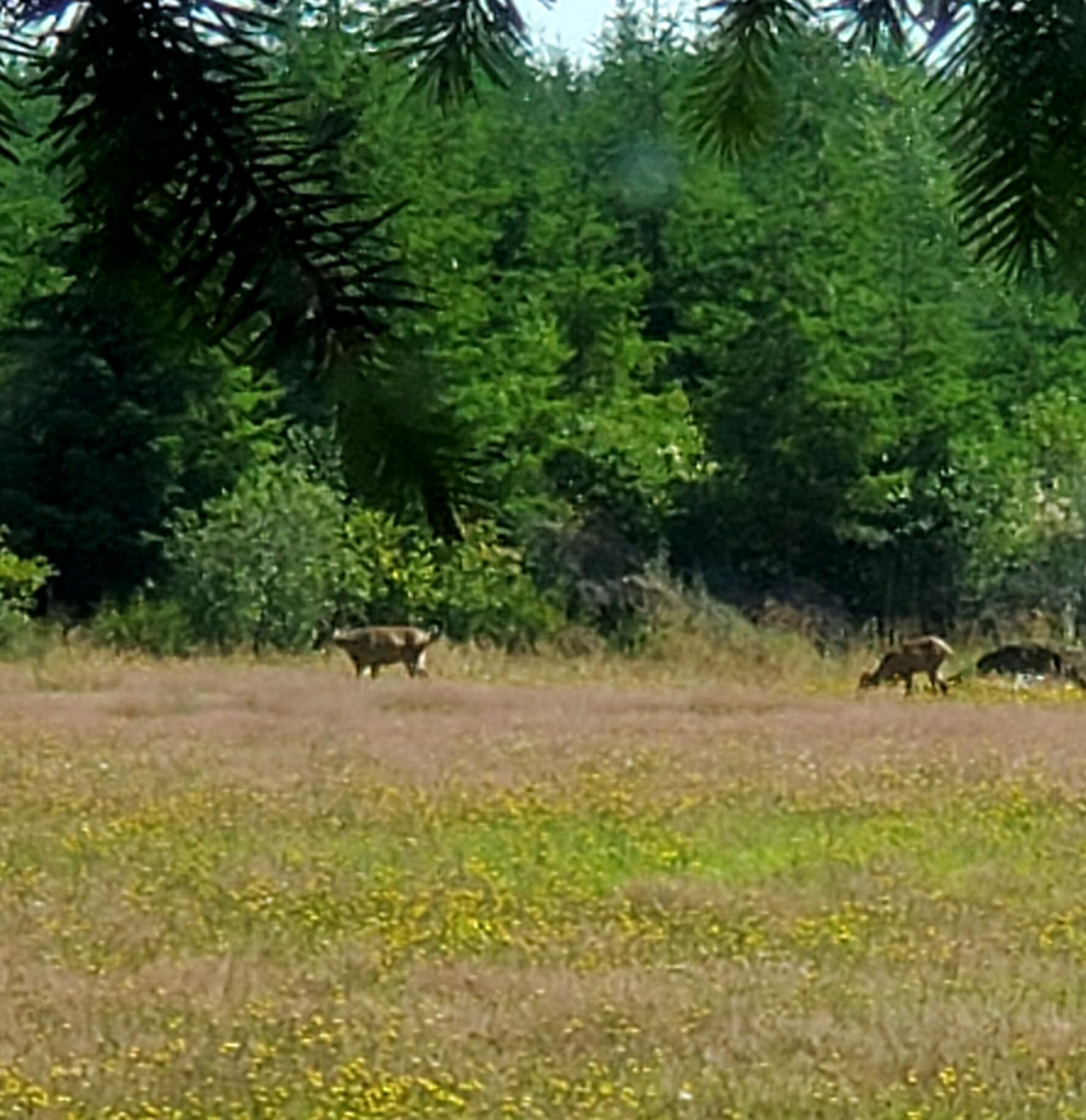 Deer in the field/meadow area