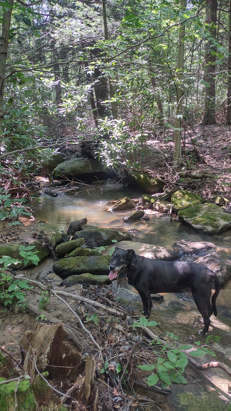 Simmons Brook (on the property)