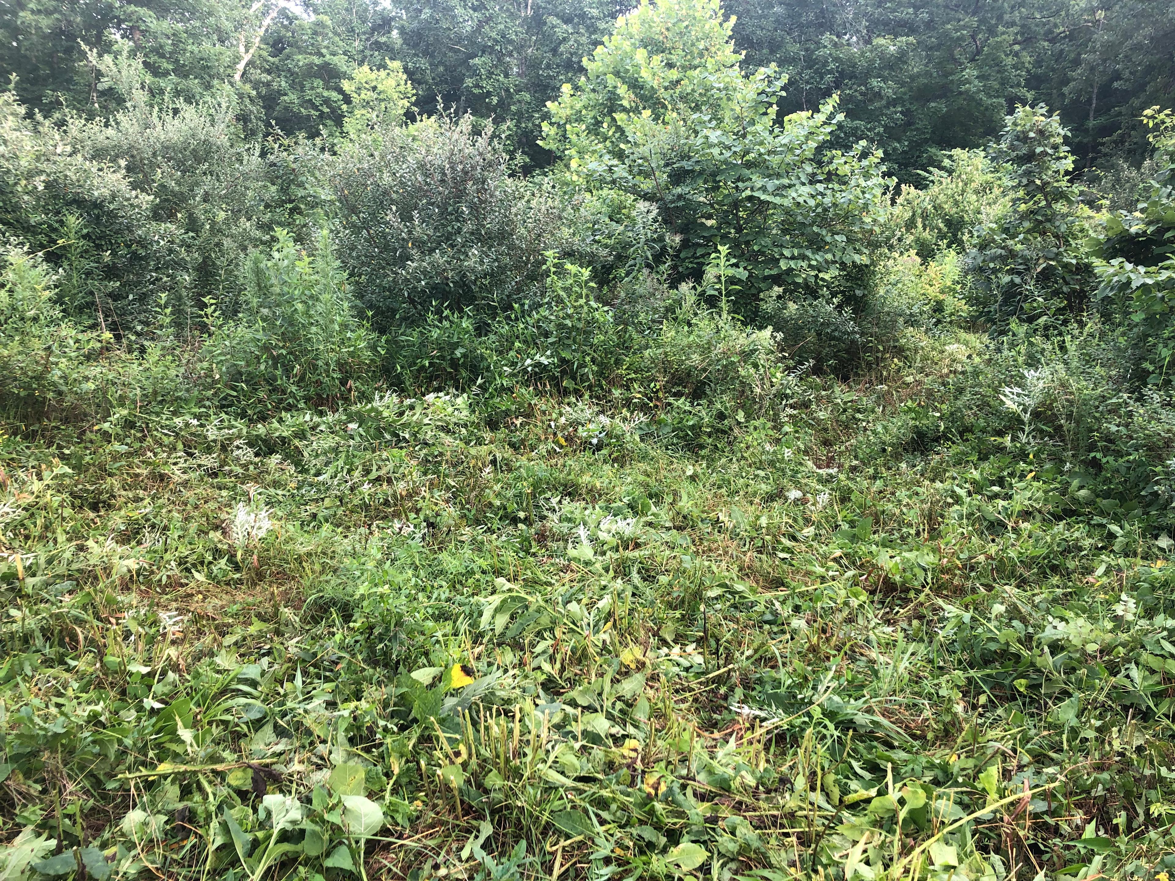 Cleared are for the campsite and fire pit.
