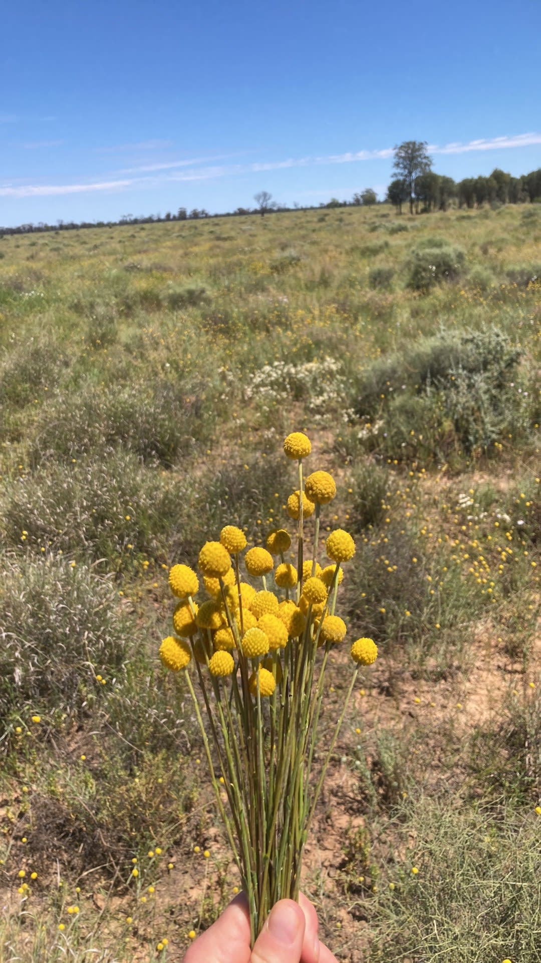 Billy buttons grow abundantly after rain in September. 