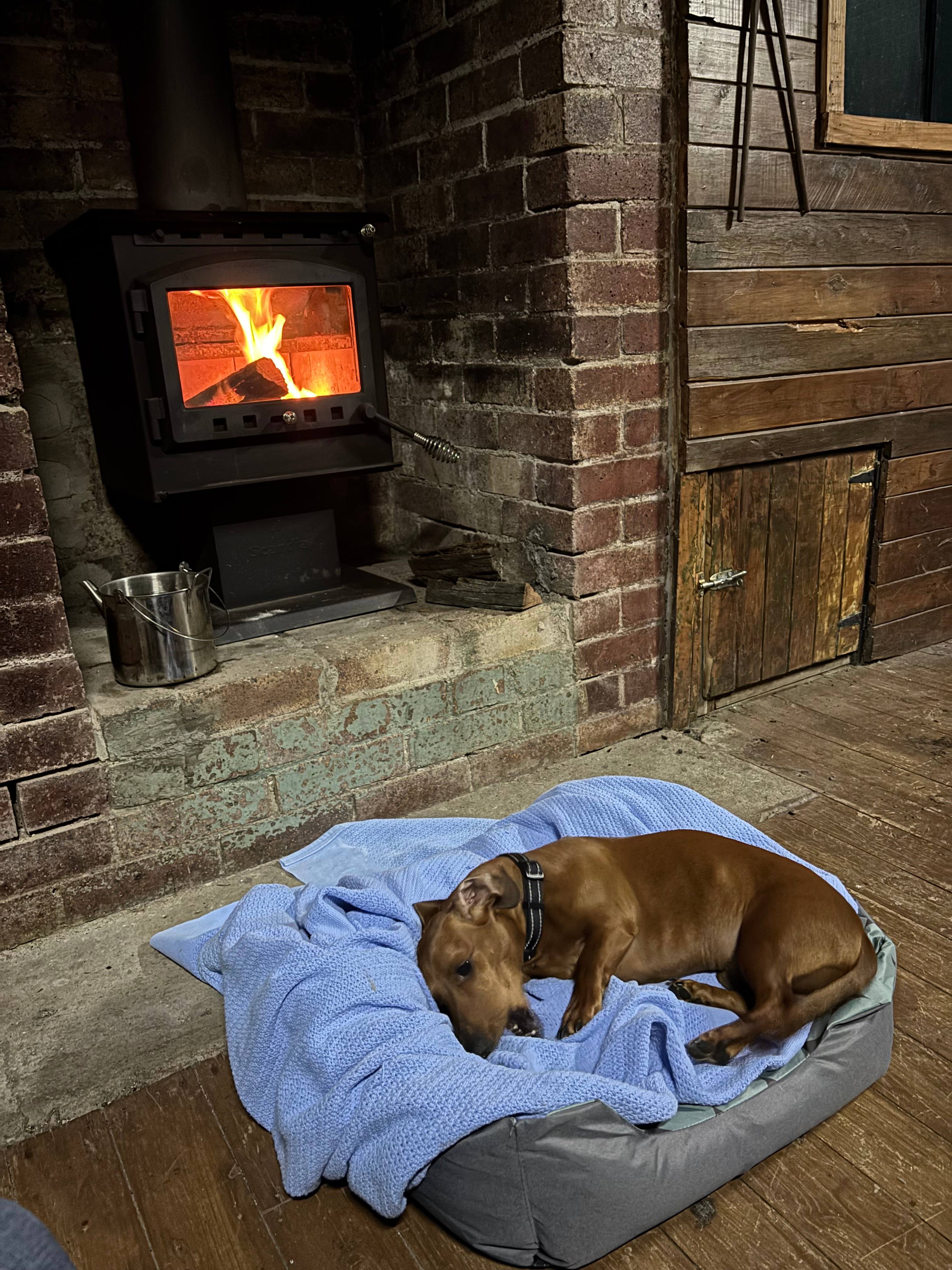 Sausage Dog In Front Of Fire