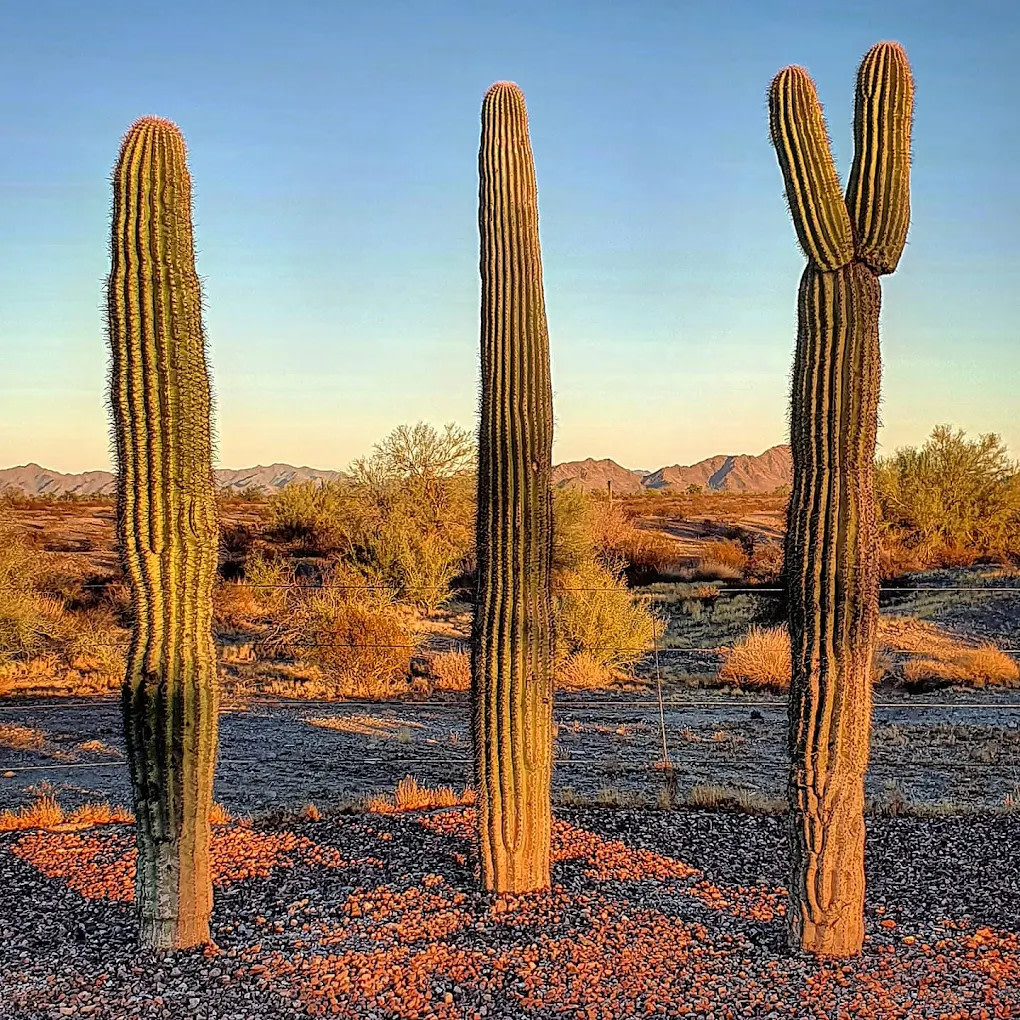 Sonoran Desert RV Park