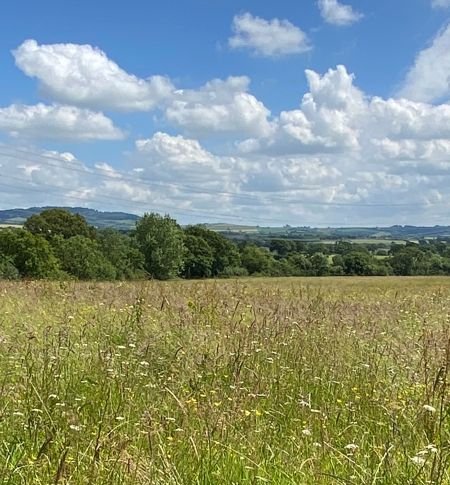 Wildflower meadow - view from Hare's Hideaway Camping Pitch 