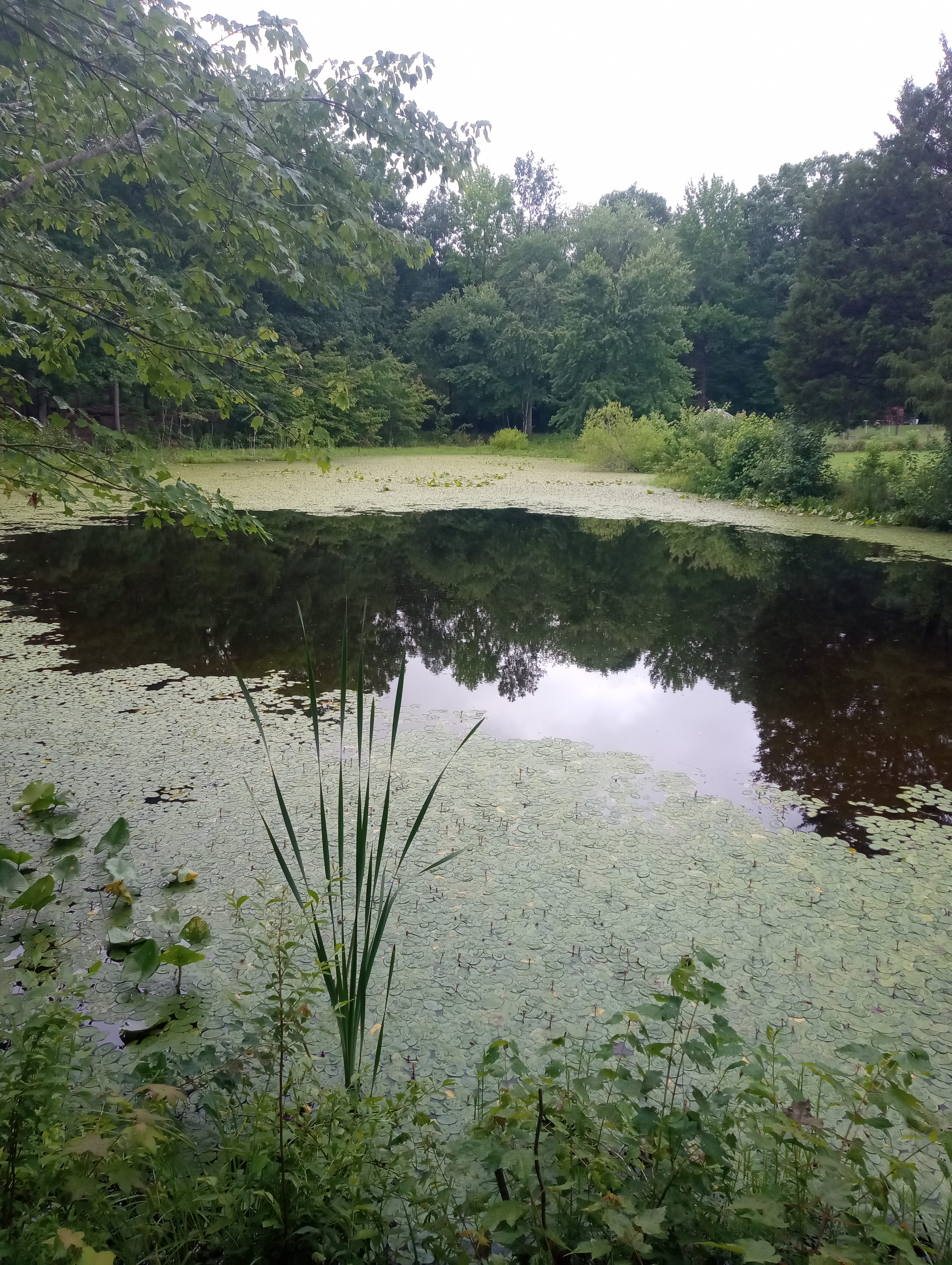 Chancellorsville Oasis