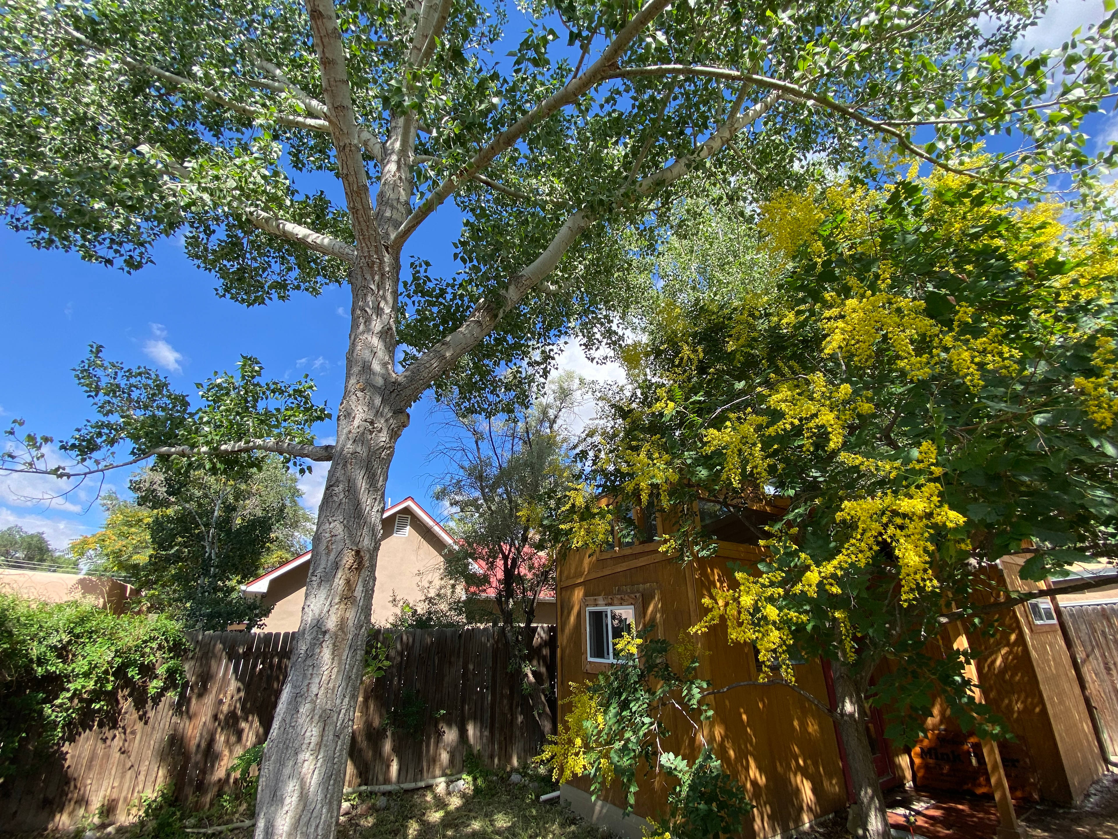 Artist Casita in the Trees