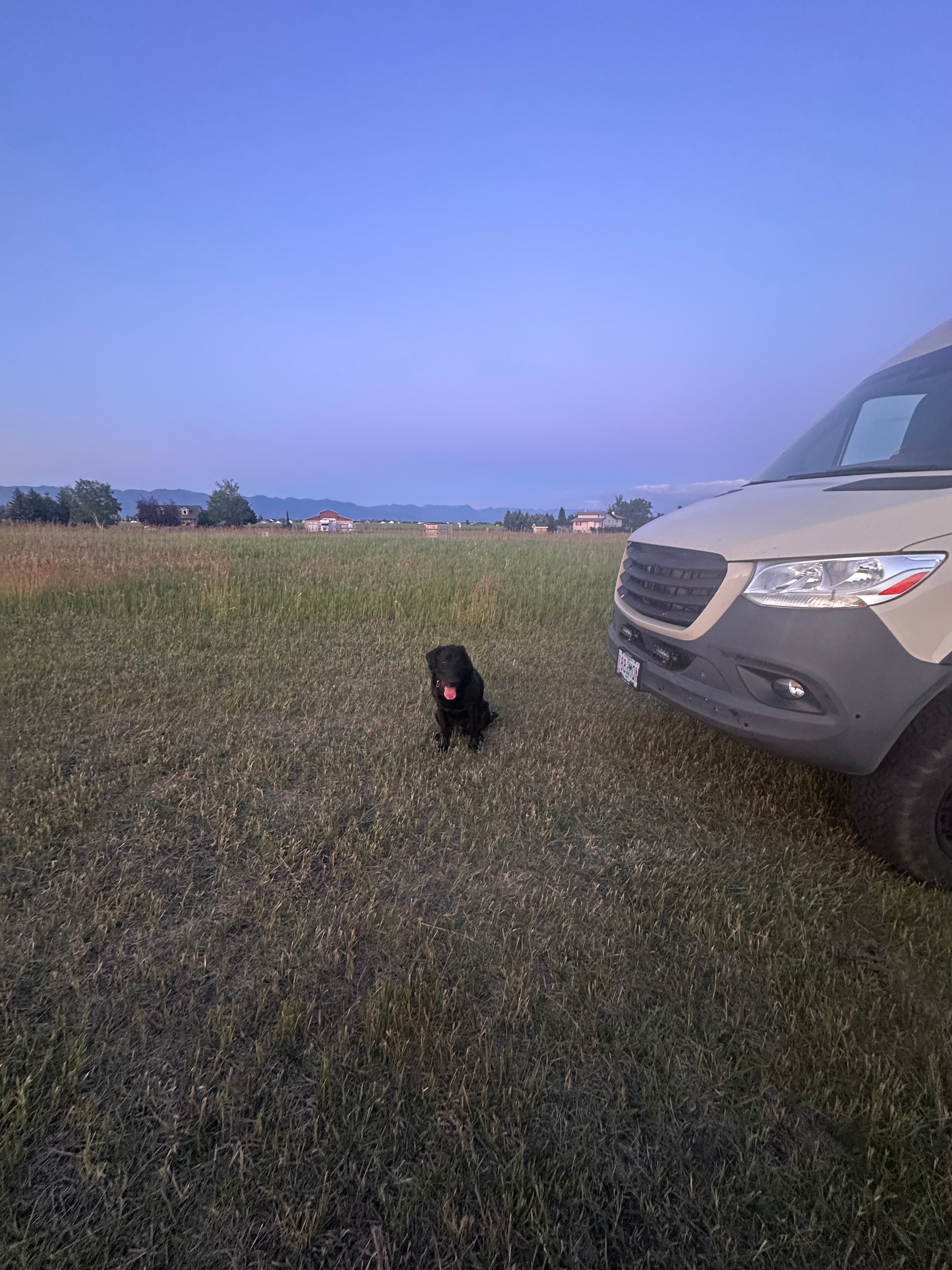 Dog loved it. 