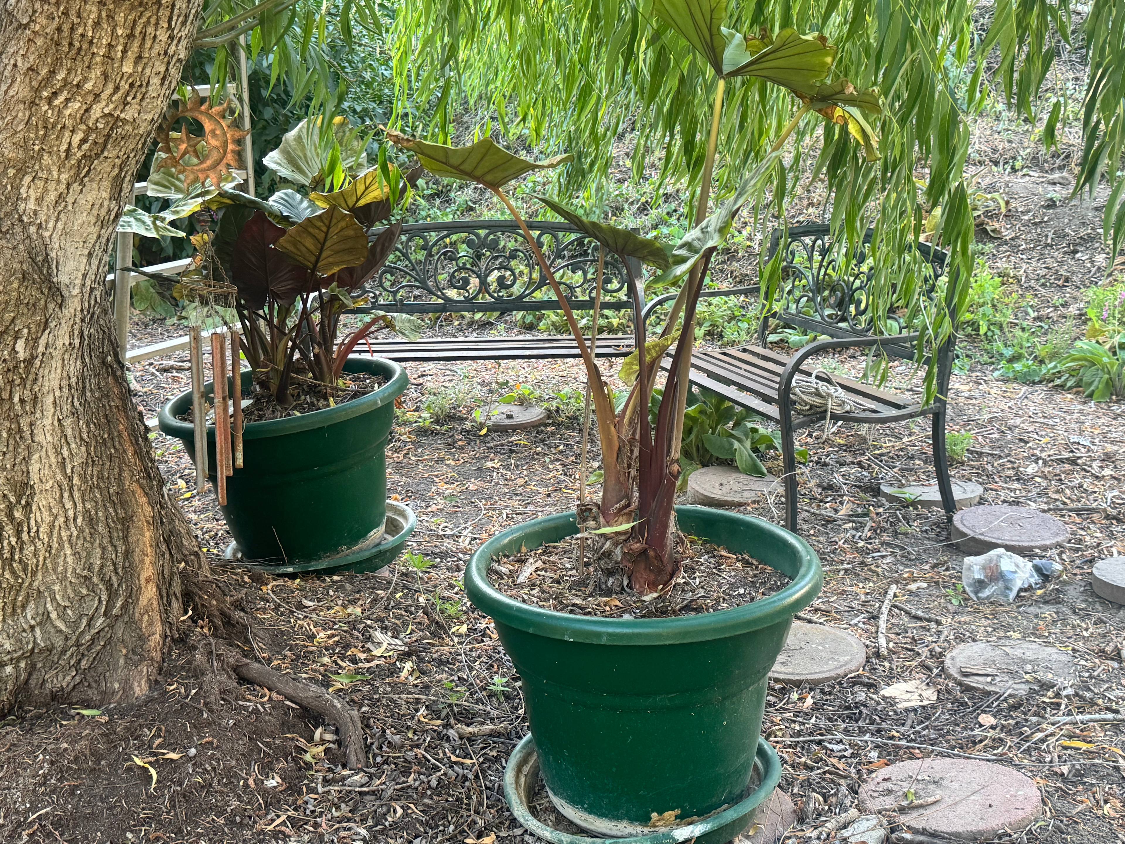 Under Willow Tree with 2 benches