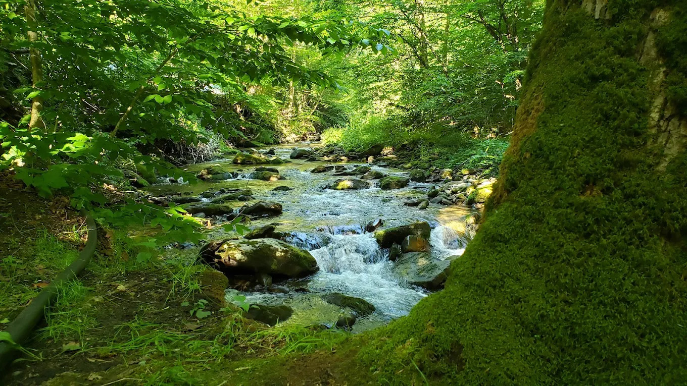 Russell Brook Campsites