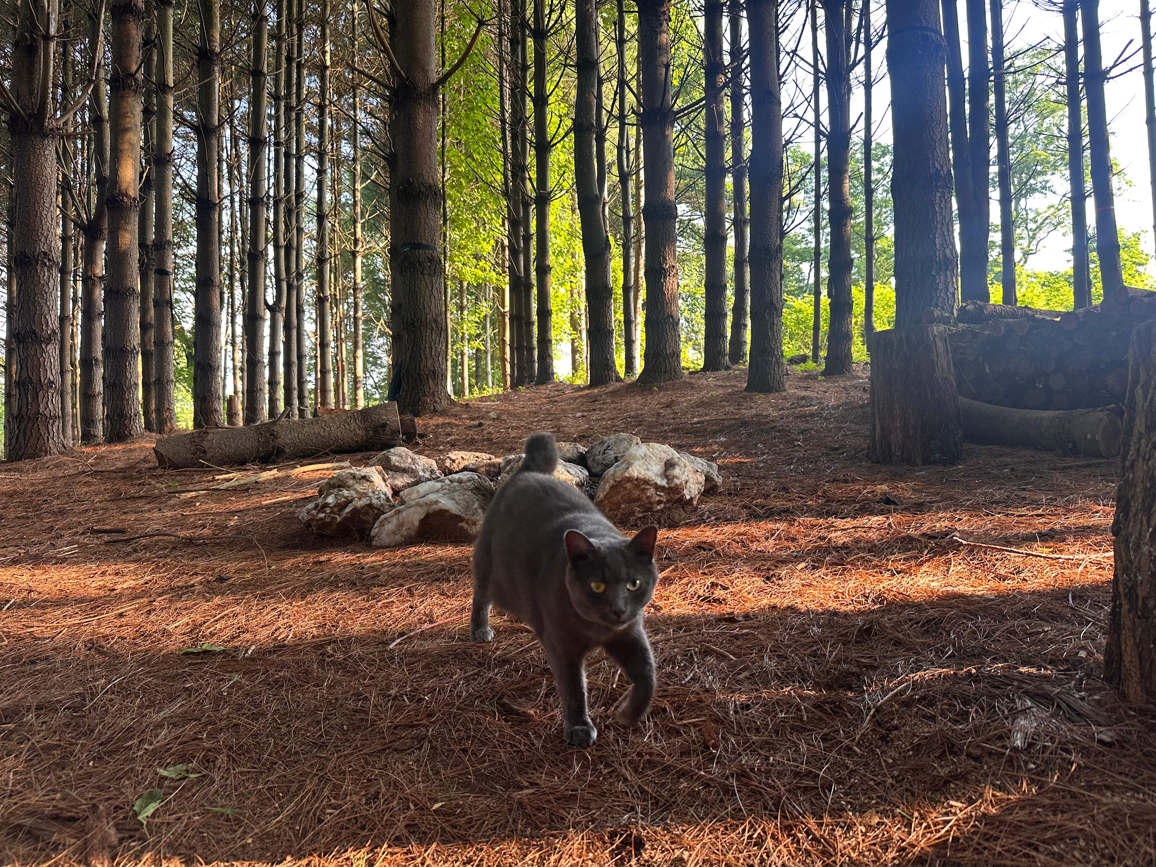 Ashley the cat checking in on us :)