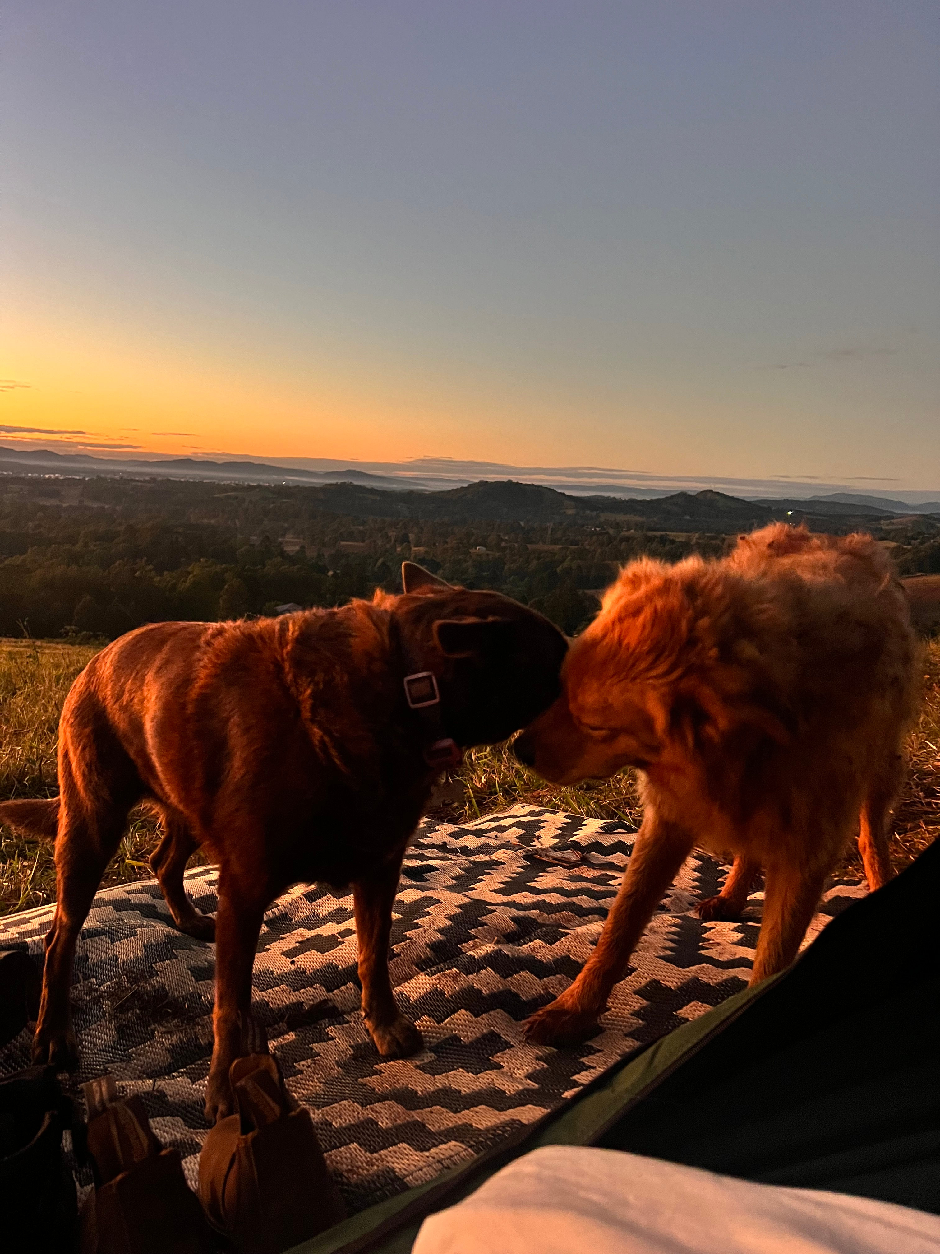 Sunrise with some friendly visitors 