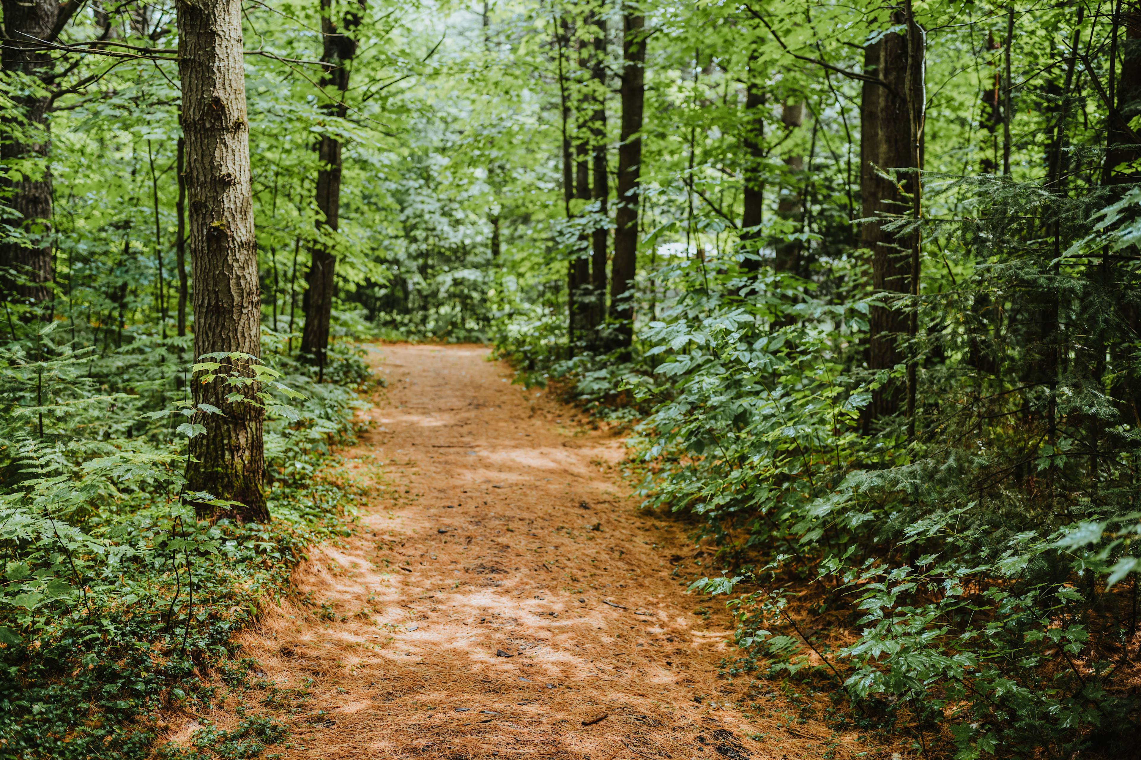 That Place In The Woods