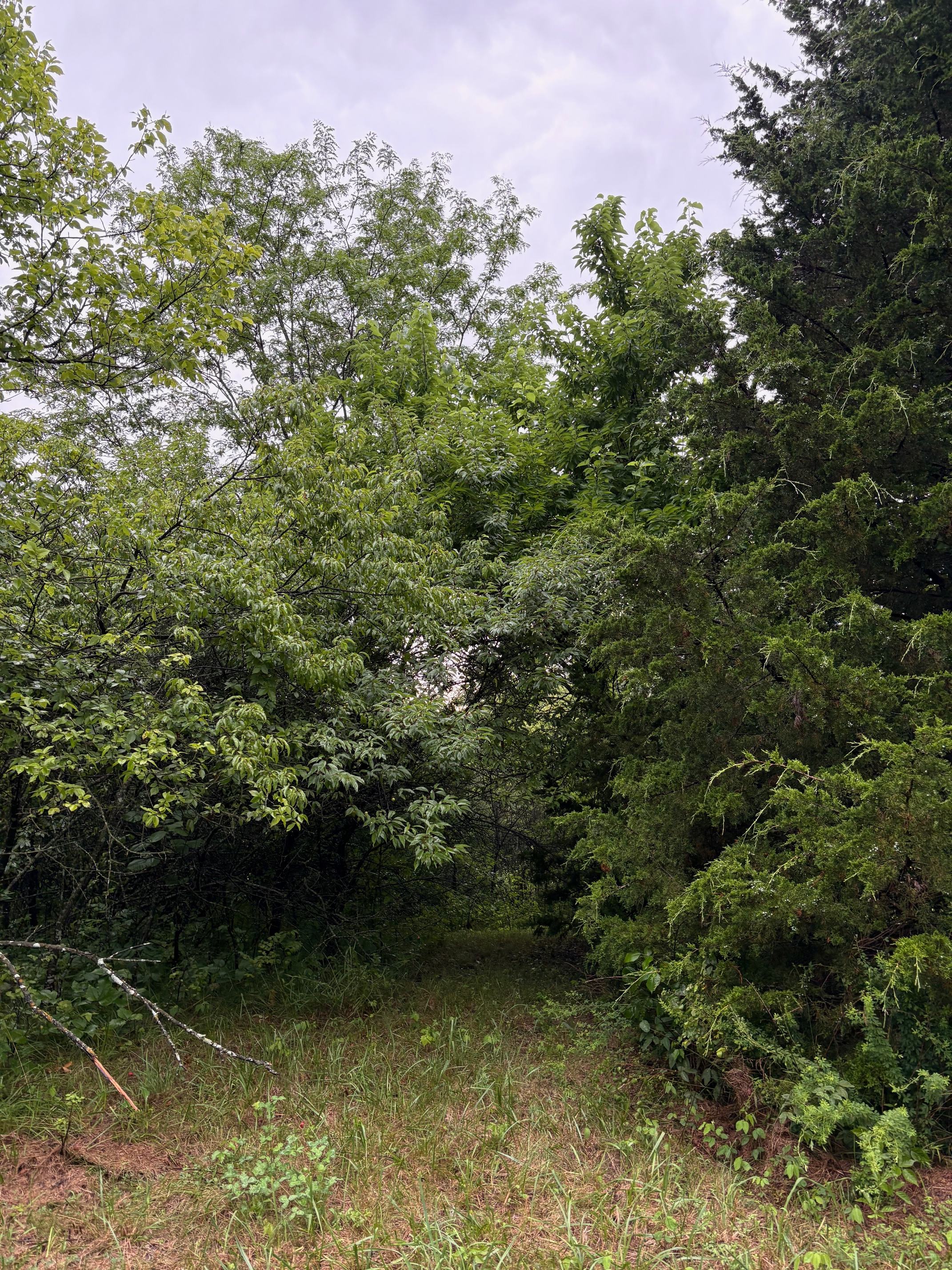 Wild Plum Valley