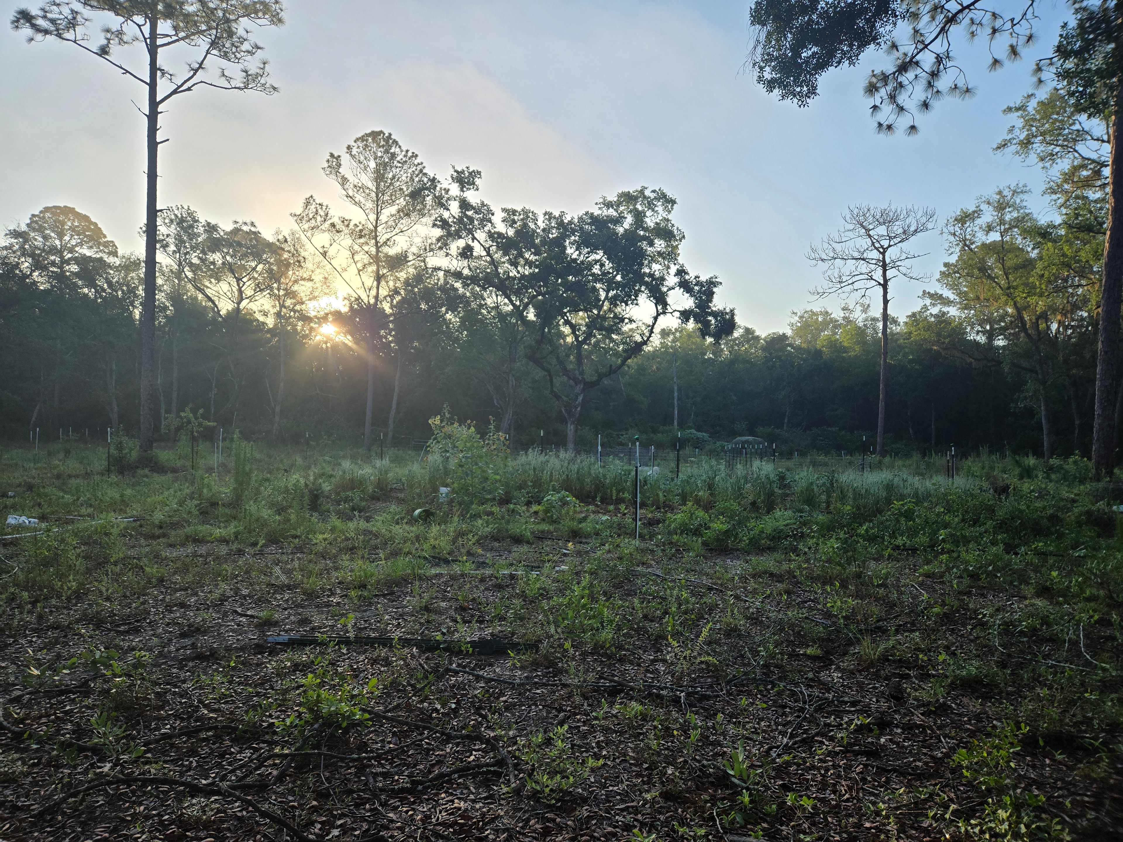 The Enchanted Garden