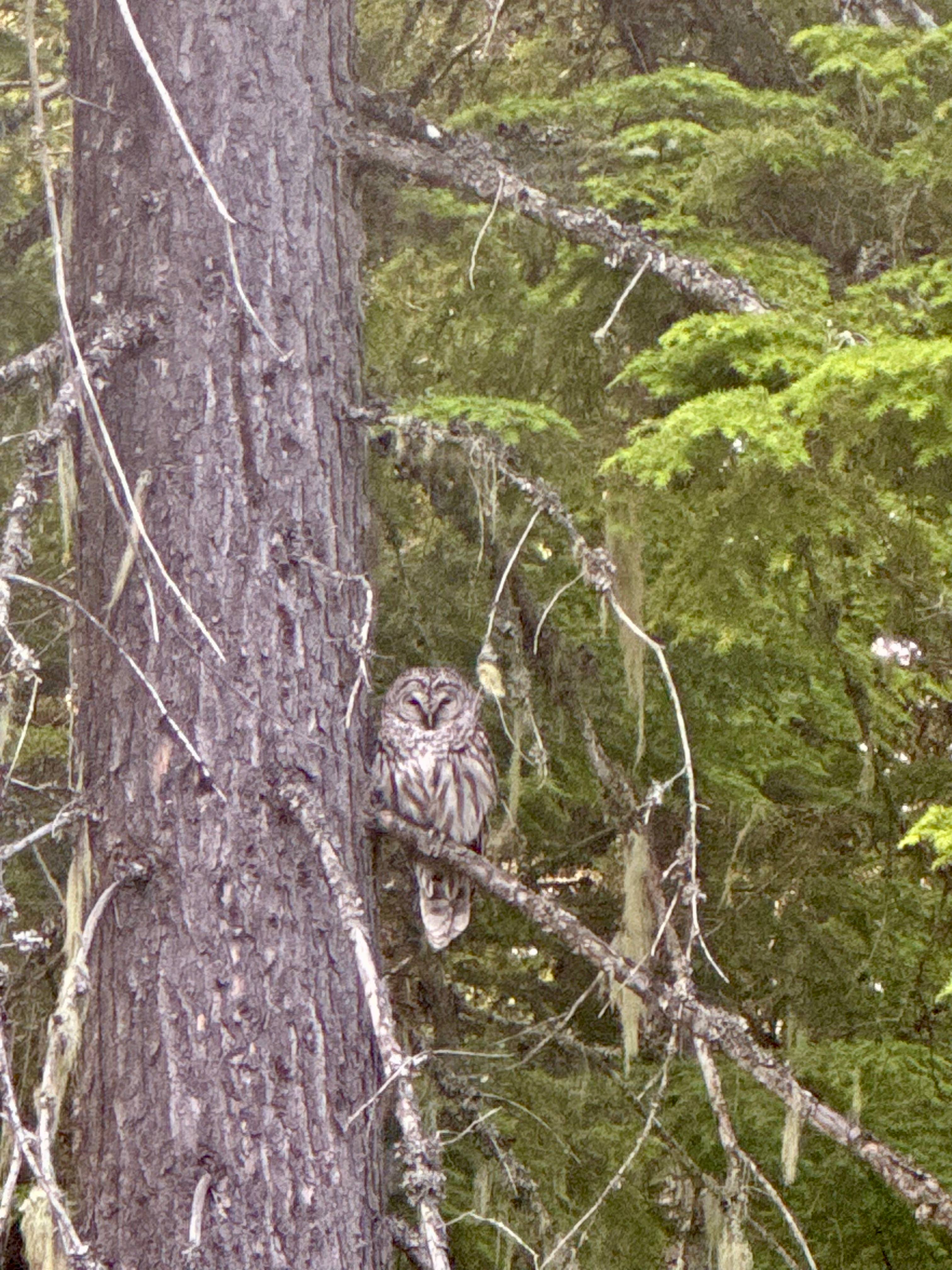 Mr. Cool (resident owl) likes to fly in and rest every now and then. Even if you don't see them - you will hear the owls that inhabit the neighborhood