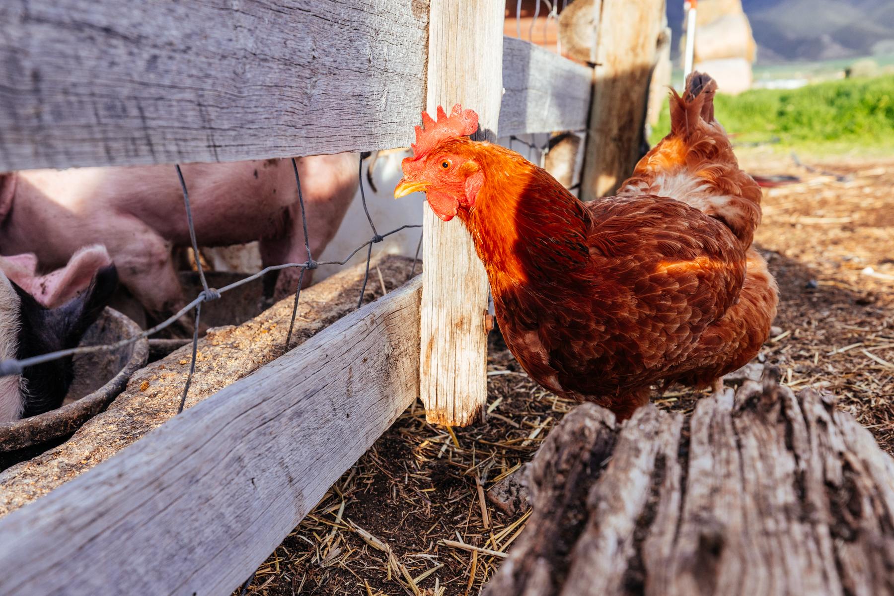 Amish Daily Farm