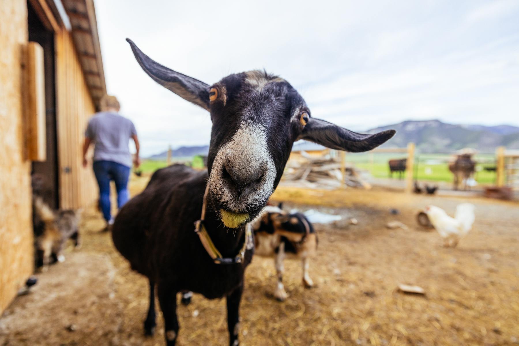 Amish Daily Farm